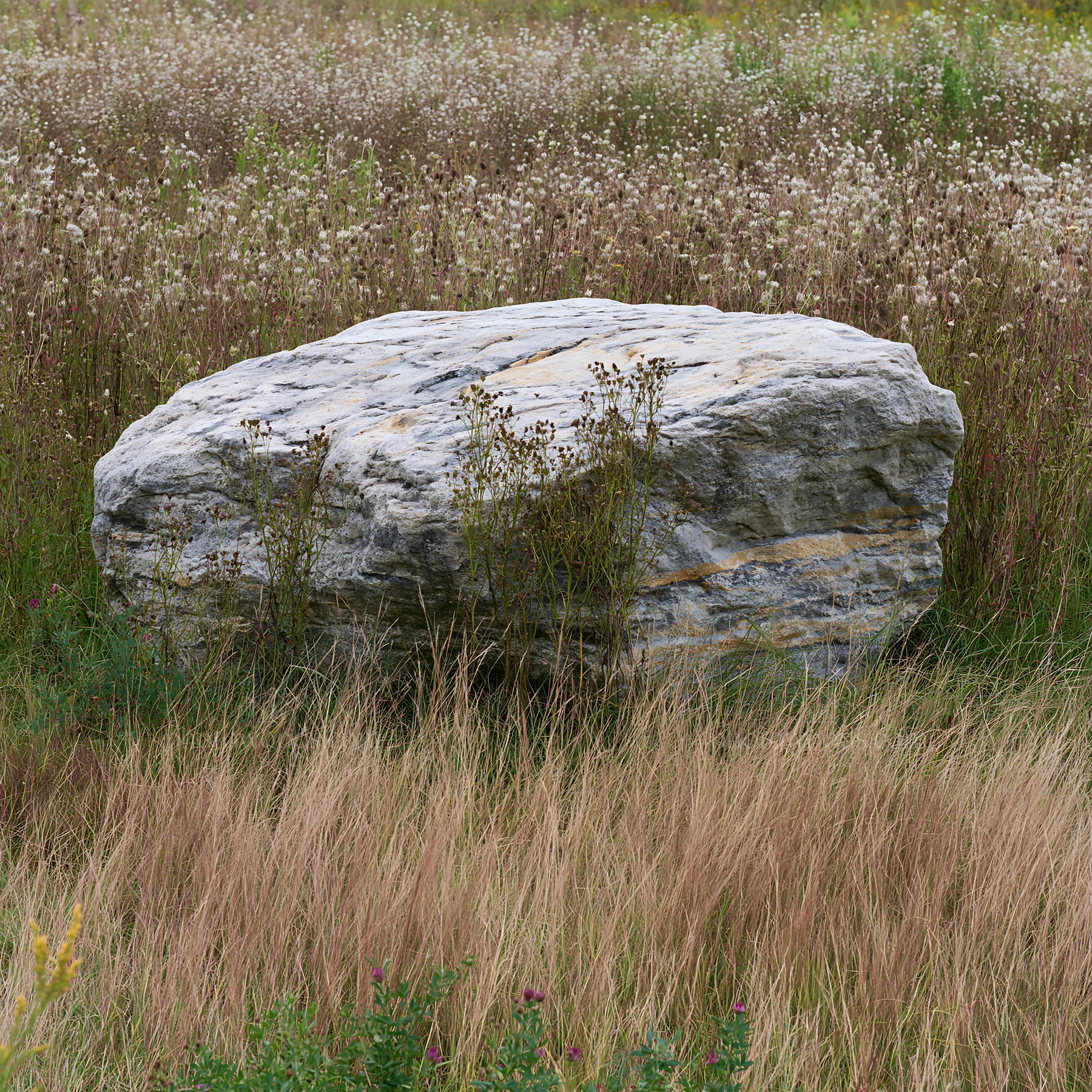 Nagano drought resilient meadow granite boulder in tall grass - AI-generated stock image