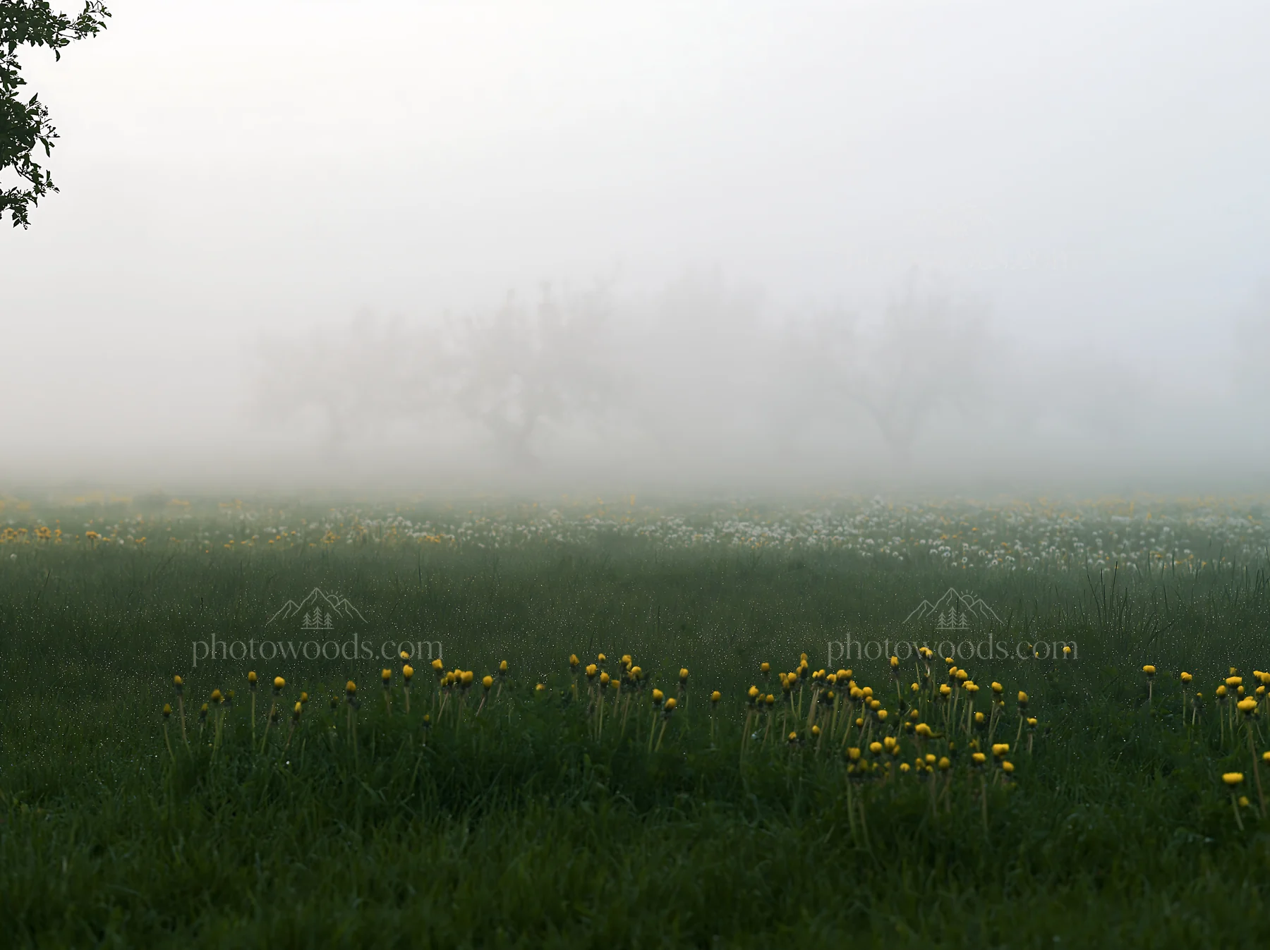 Dandelion orchard meadow in fog with green grass and trees - AI-generated stock image