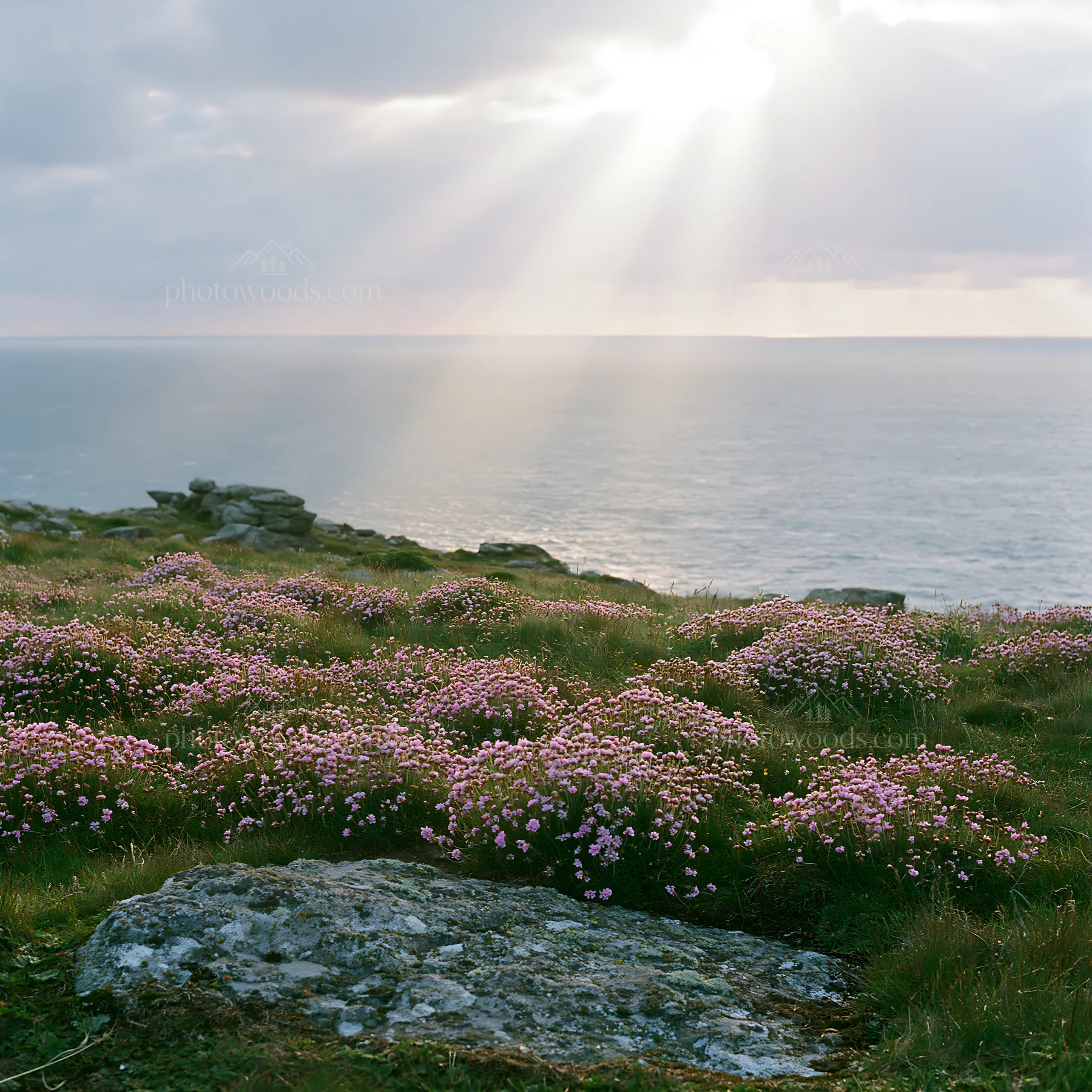 Crepuscular rays illuminating a meadow by the ocean - AI-generated stock image