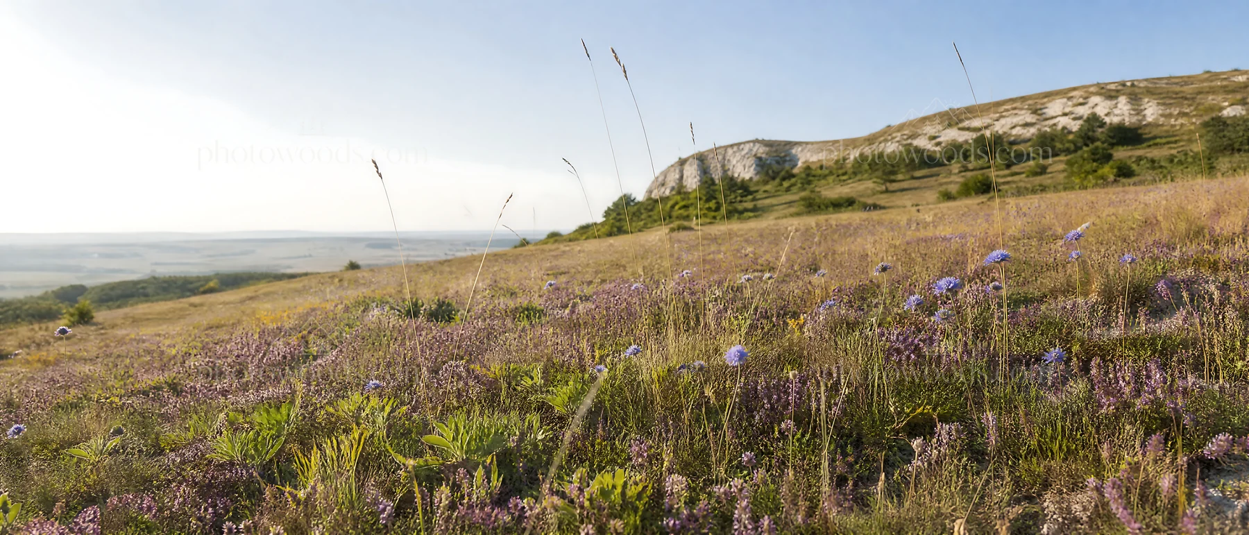 Sunny meadow with wild thyme and distant hills - AI-generated stock image