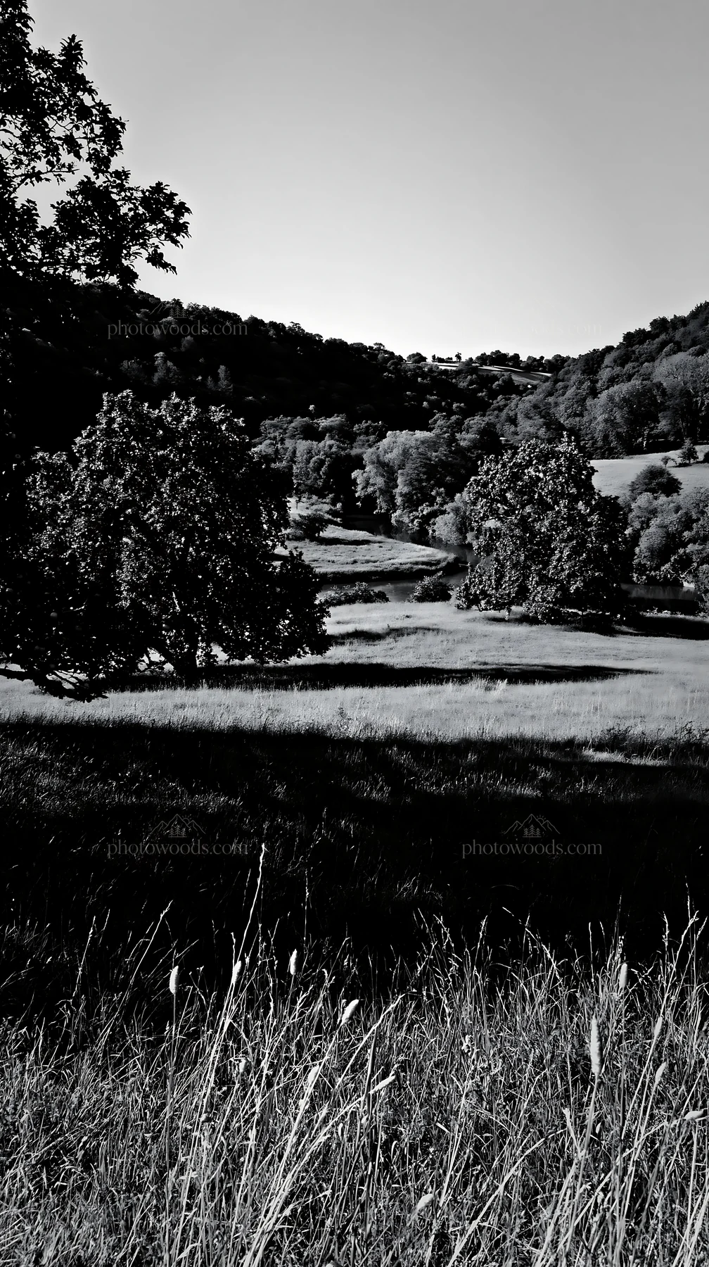 Black and white valley apple meadow with trees and green grass in daylight - AI-generated stock image