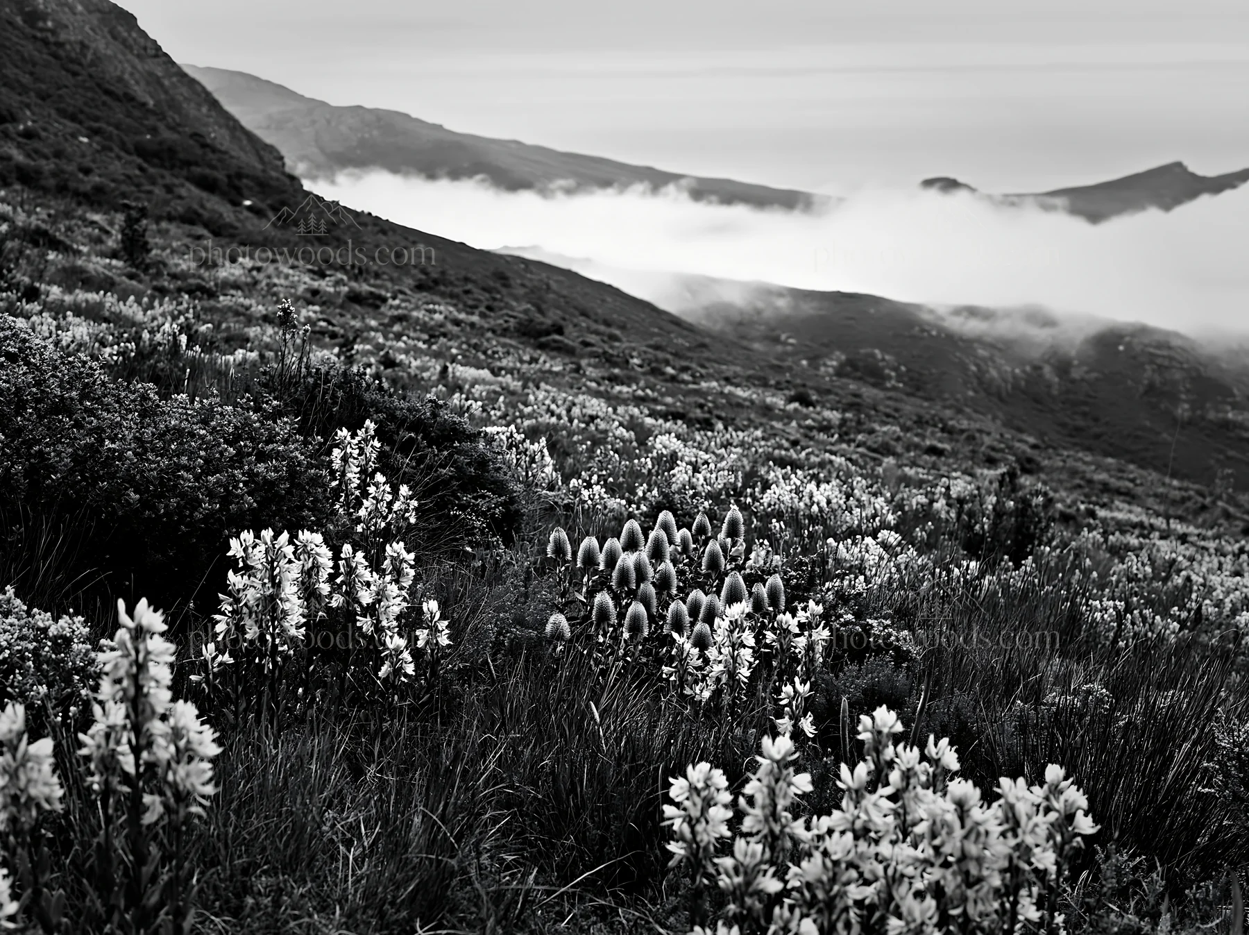 Colorful orchid meadow in a mountainous landscape - AI-generated stock image