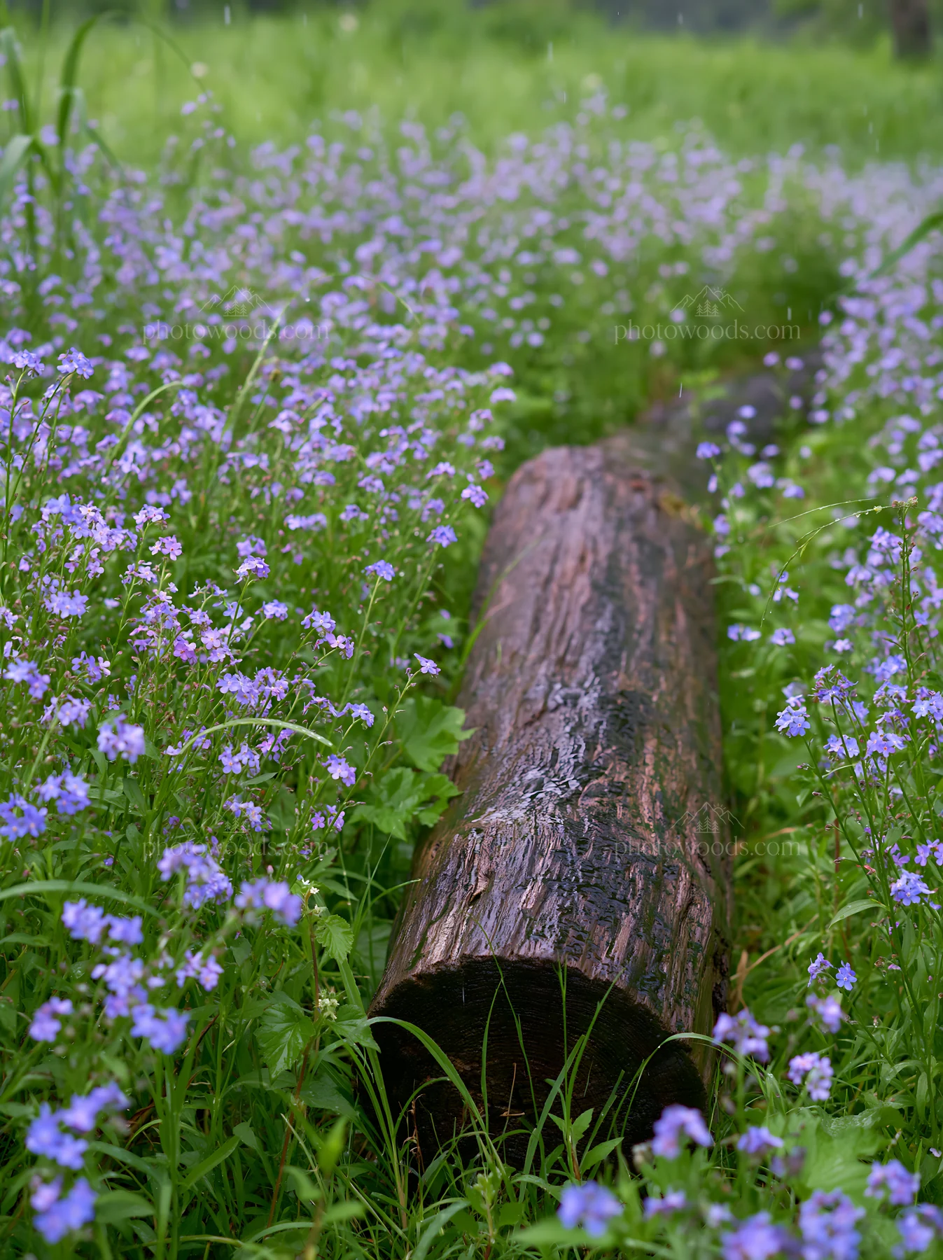 Chiba coastal climate meadow with driftwood and wildflowers - AI-generated stock image