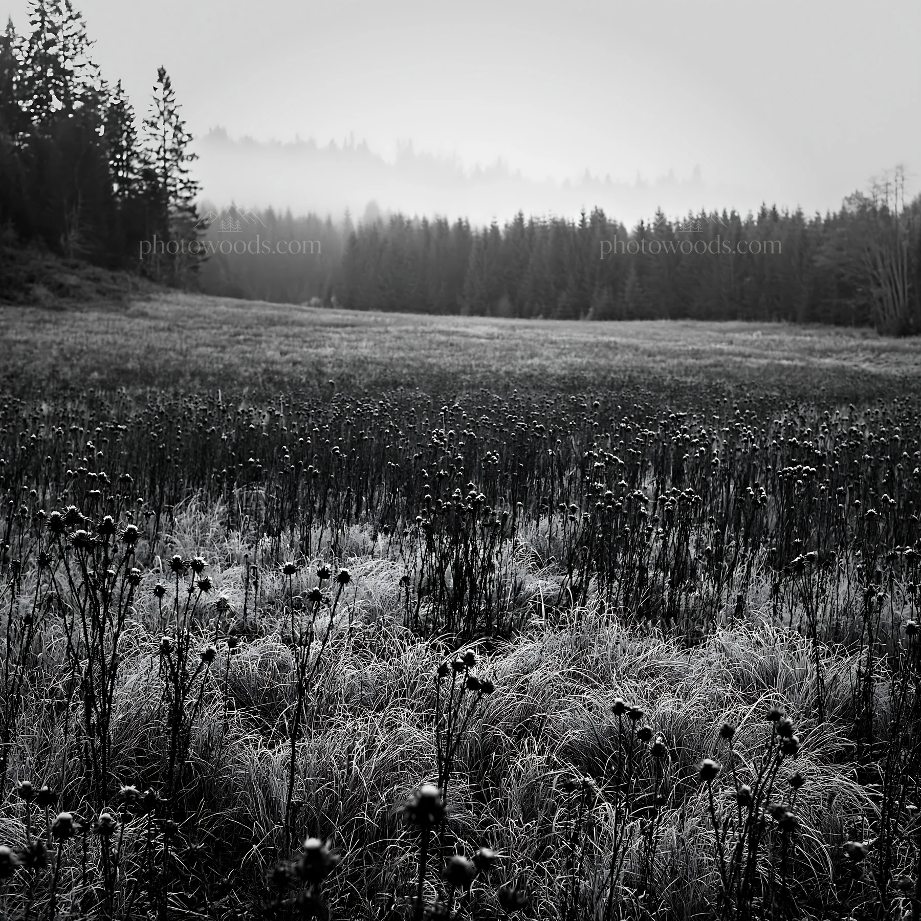 Misty autumn meadow with grasses and trees in the background - AI-generated stock image