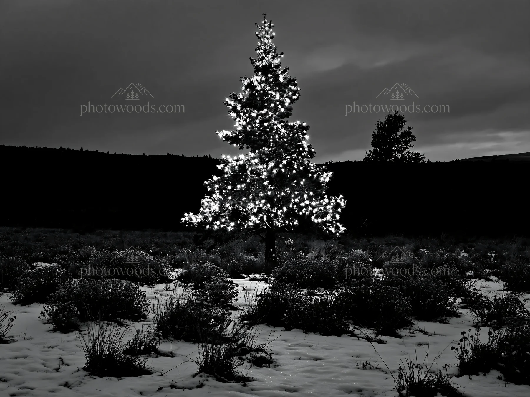 Christmas tree with lights in snowy meadow at night - AI-generated stock image