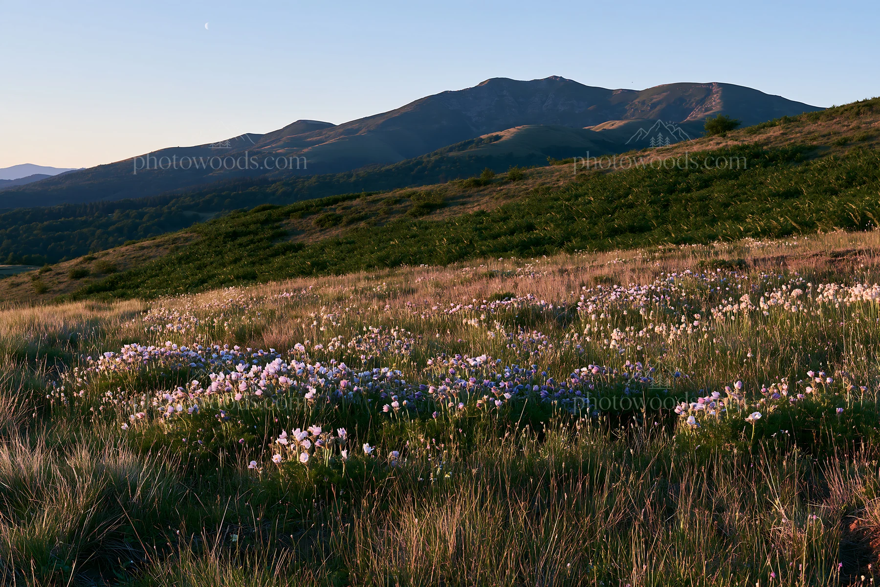 Moonrise over meadow with wildflowers and mountain backdrop - AI-generated stock image