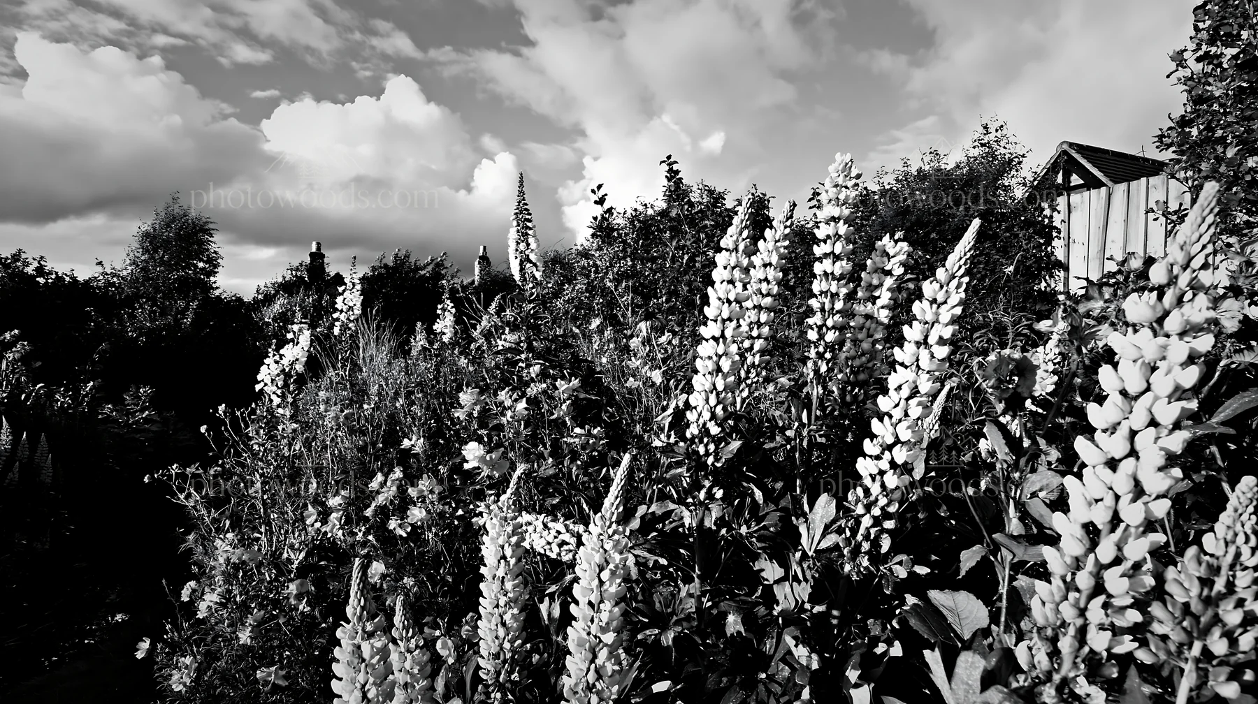 Cottage garden with flowers after storm in black and white - AI-generated stock image