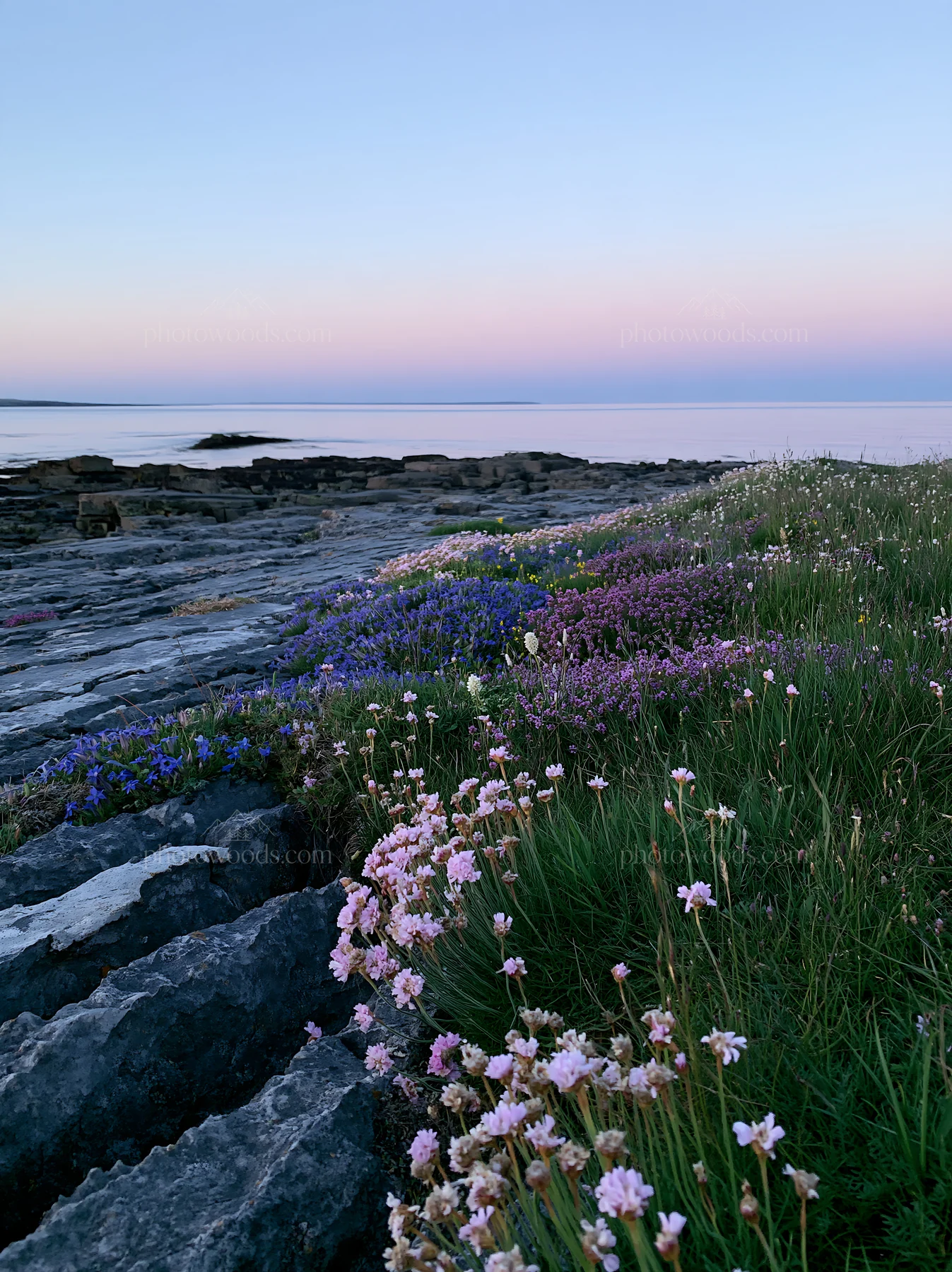 Biodiverse meadow by the shore during sunset - AI-generated stock image