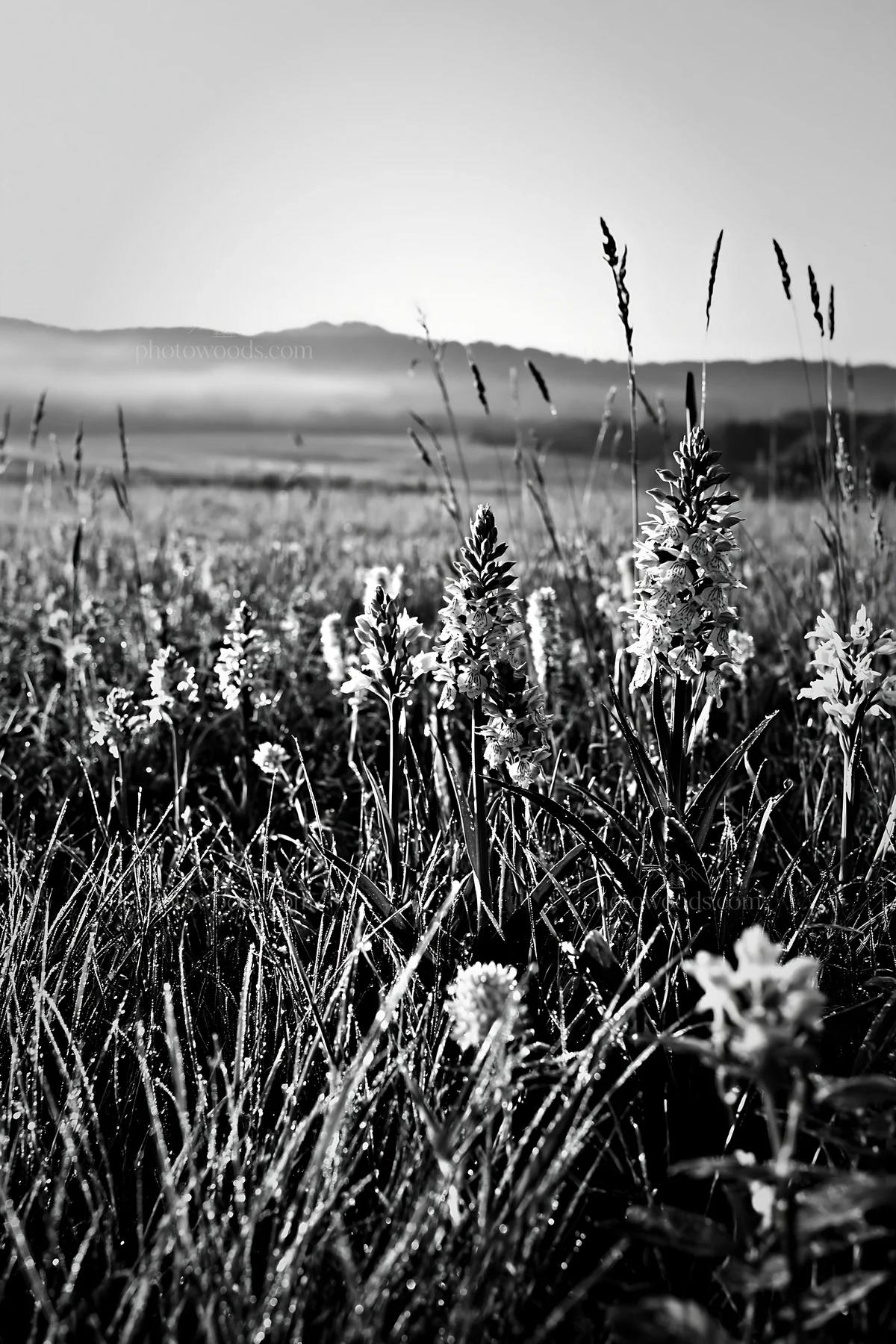 Black and white colorful orchid meadow fills the landscape with flowers - AI-generated stock image