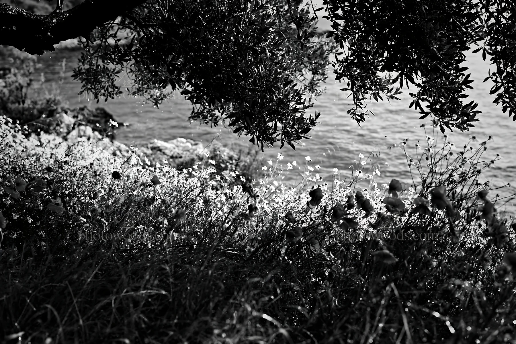 Seaside orchard meadow with flowers and trees near water - AI-generated stock image