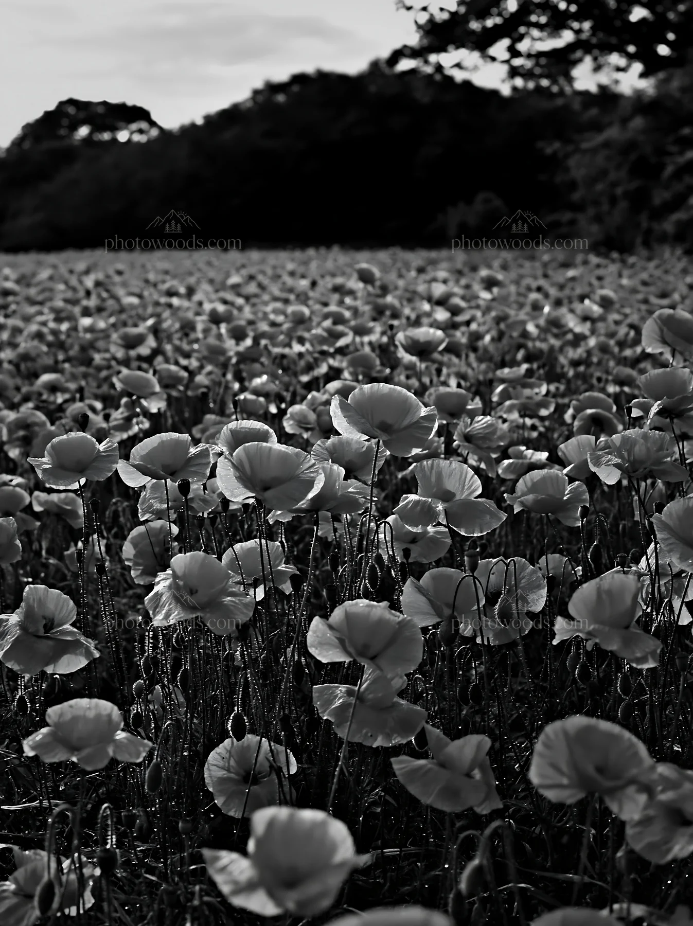 Flowers blooming at the edge of the forest meadow - AI-generated stock image