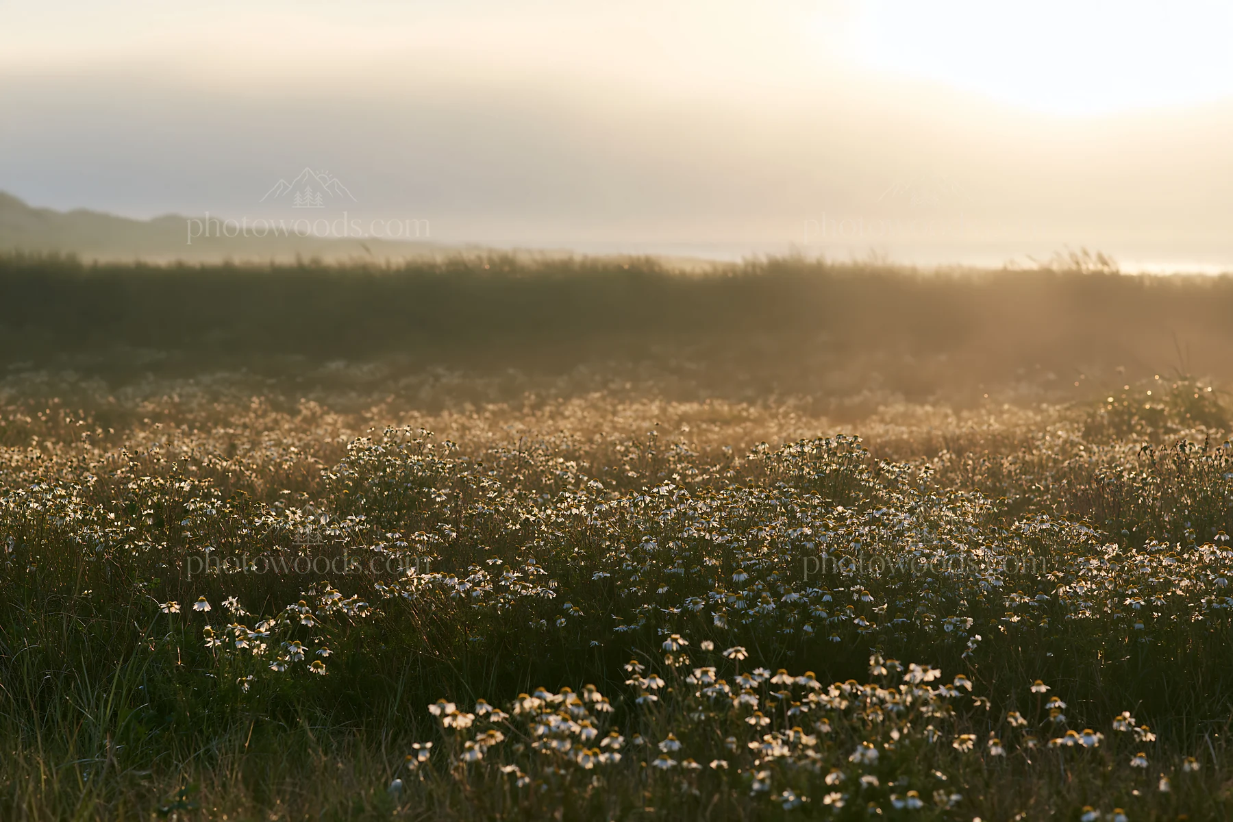 Chamomile meadow under soft light at sunrise - AI-generated stock image