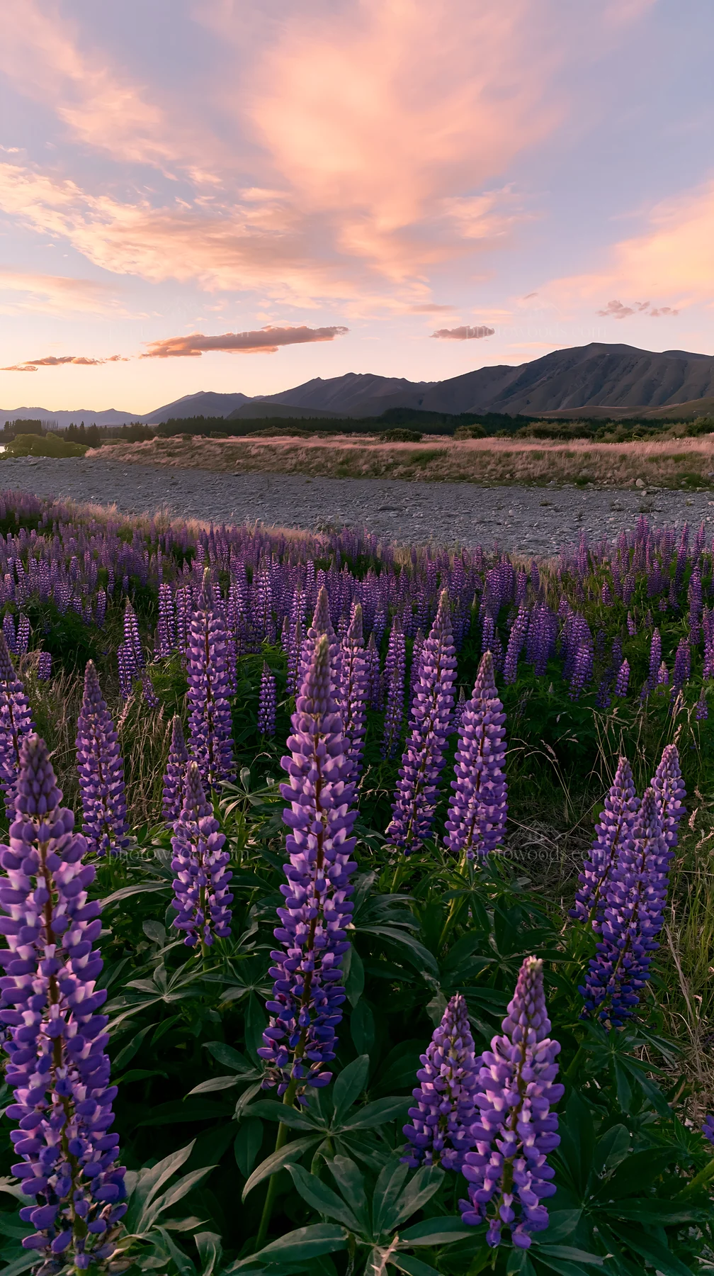 Lupine meadow at Lake Tekapo during sunset - AI-generated stock image