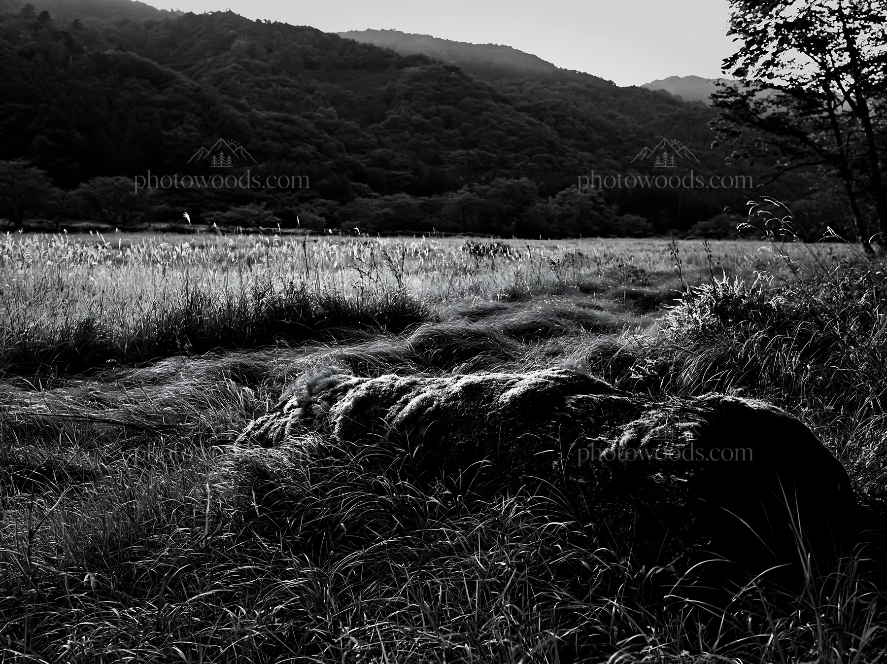 Black and white gifu low carbon meadow mossy log in a green field - AI-generated stock image
