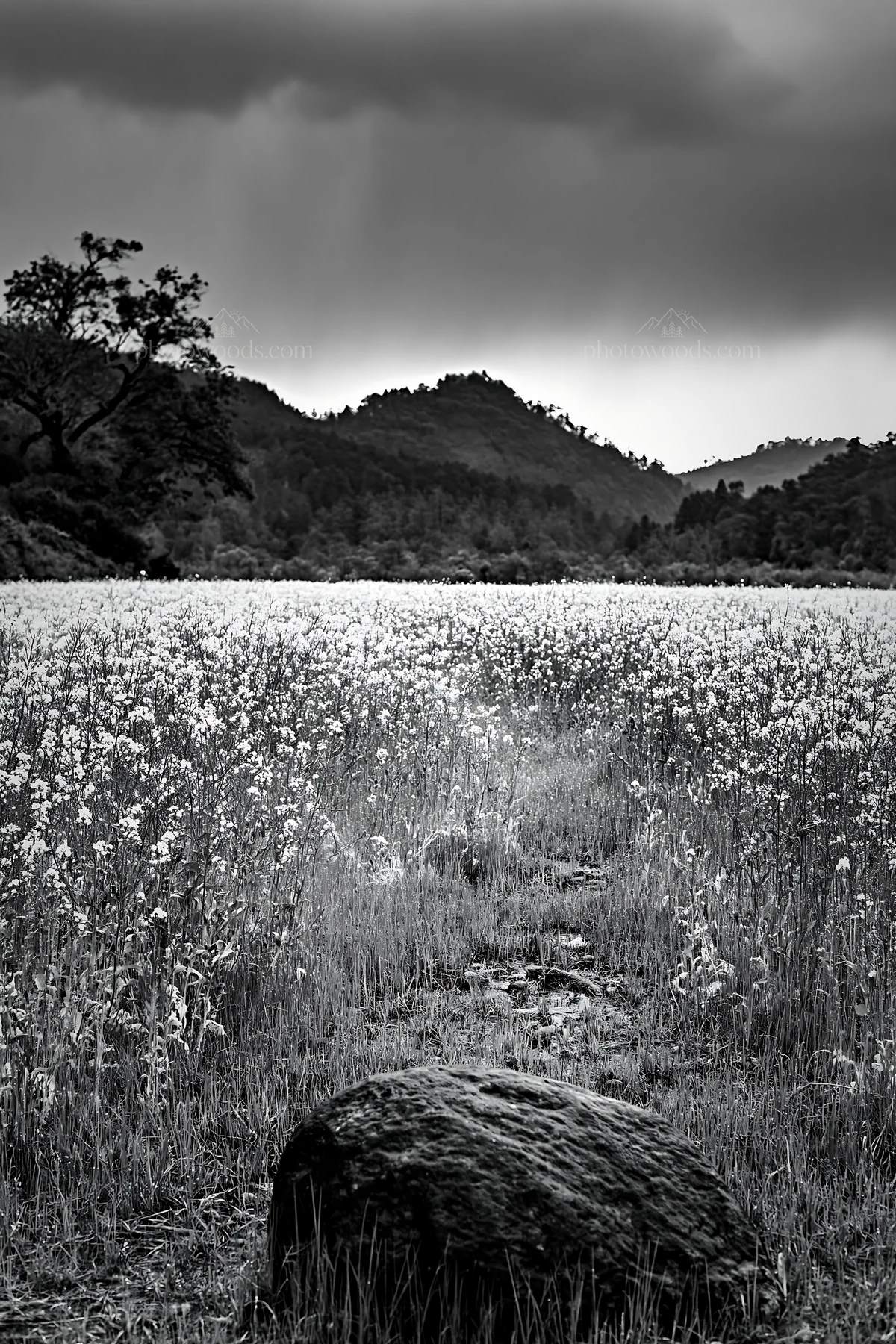 Hiroshima rainy meadow with smooth rock in the foreground - AI-generated stock image