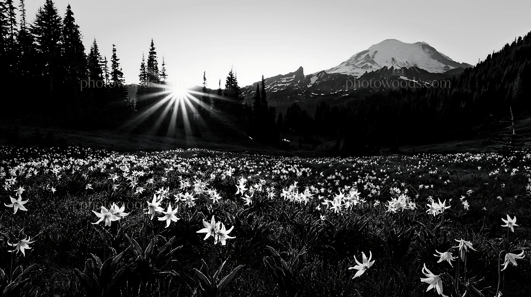 Mount Rainier wildflower meadow at sunrise in black and white - AI-generated stock image