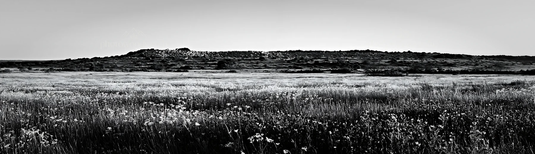 Black and white regenerative meadow with wildflowers under a clear sky - AI-generated stock image