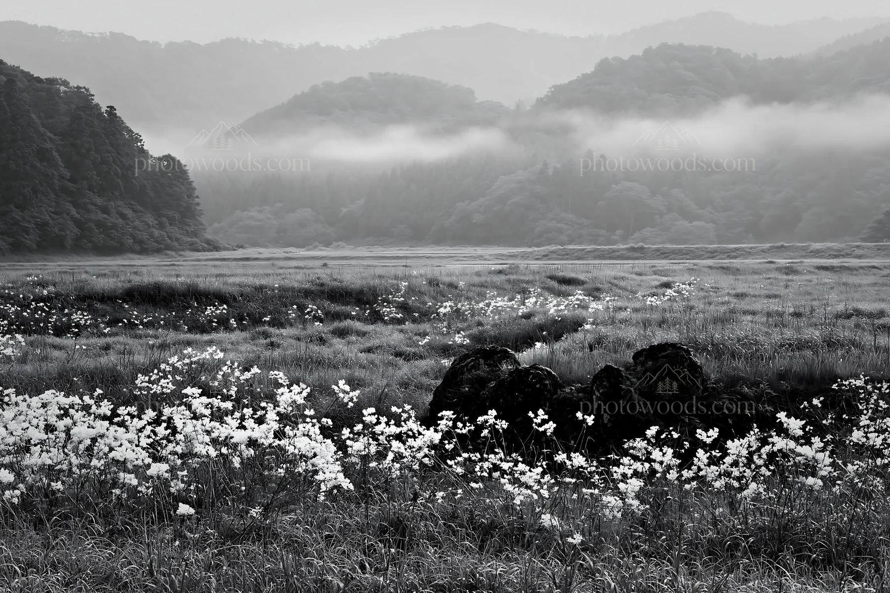 Black and white misty meadow with moss covered stone in Shimane - AI-generated stock image