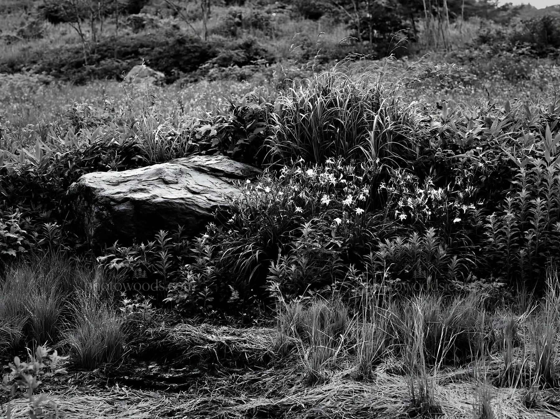 Black and white aomori climate resilient meadow with boulder - AI-generated stock image