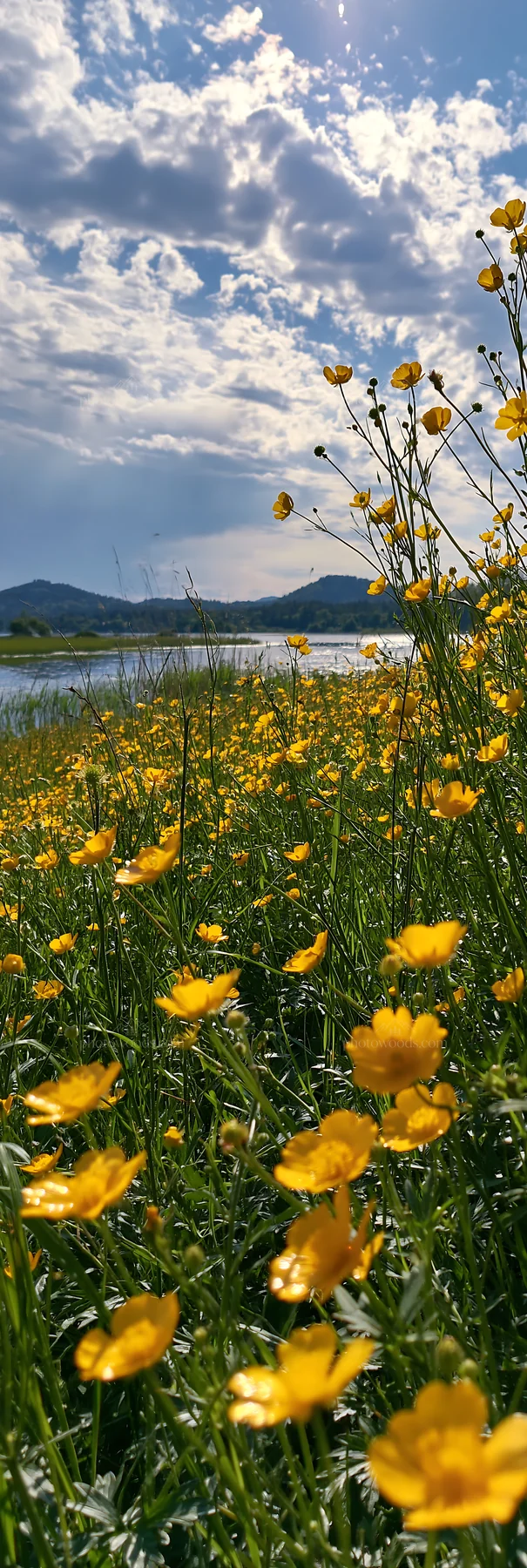 Lakeside meadow with yellow flowers at a German lake - AI-generated stock image