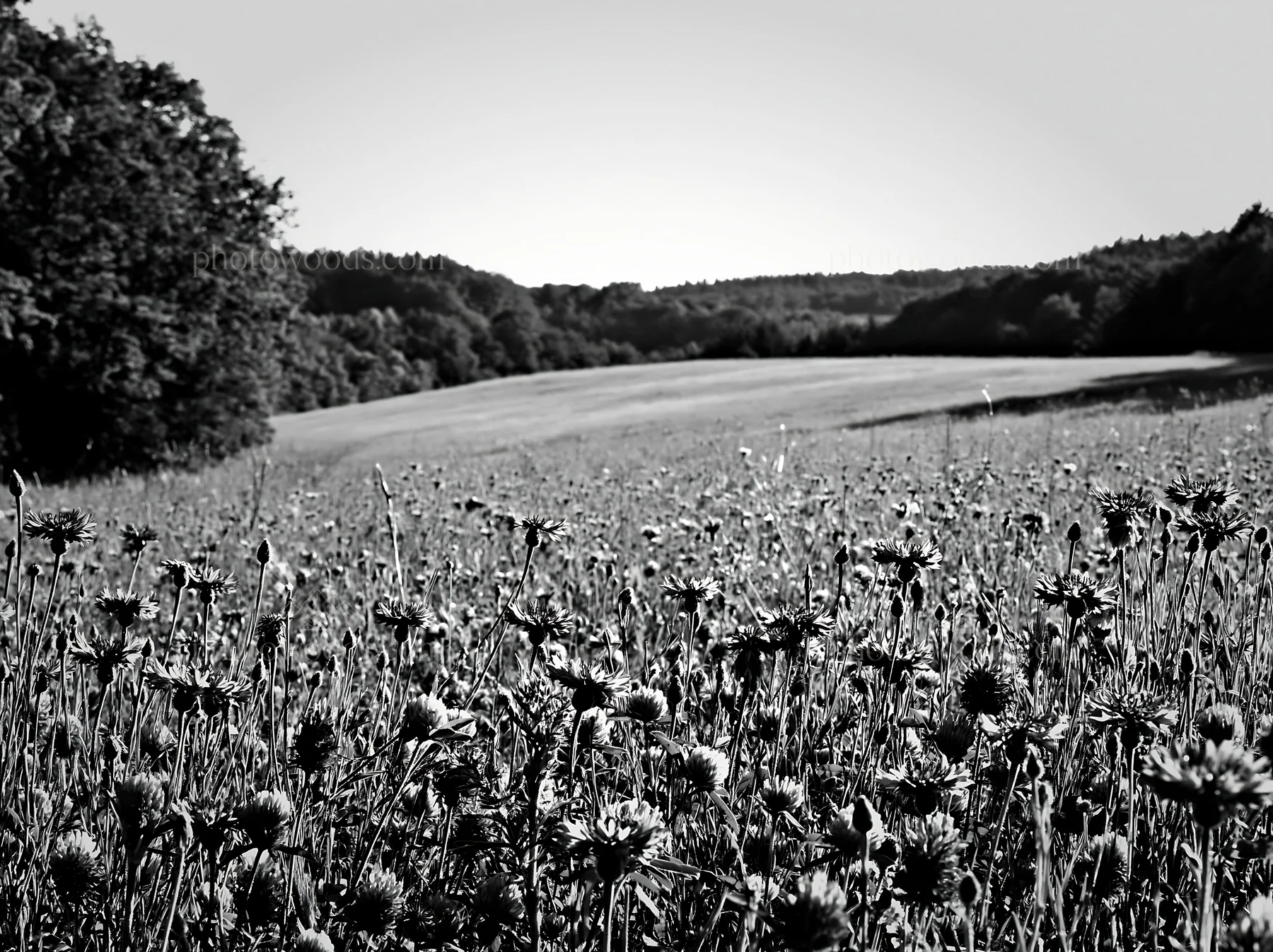Clover cornflower meadow in black and white - AI-generated stock image