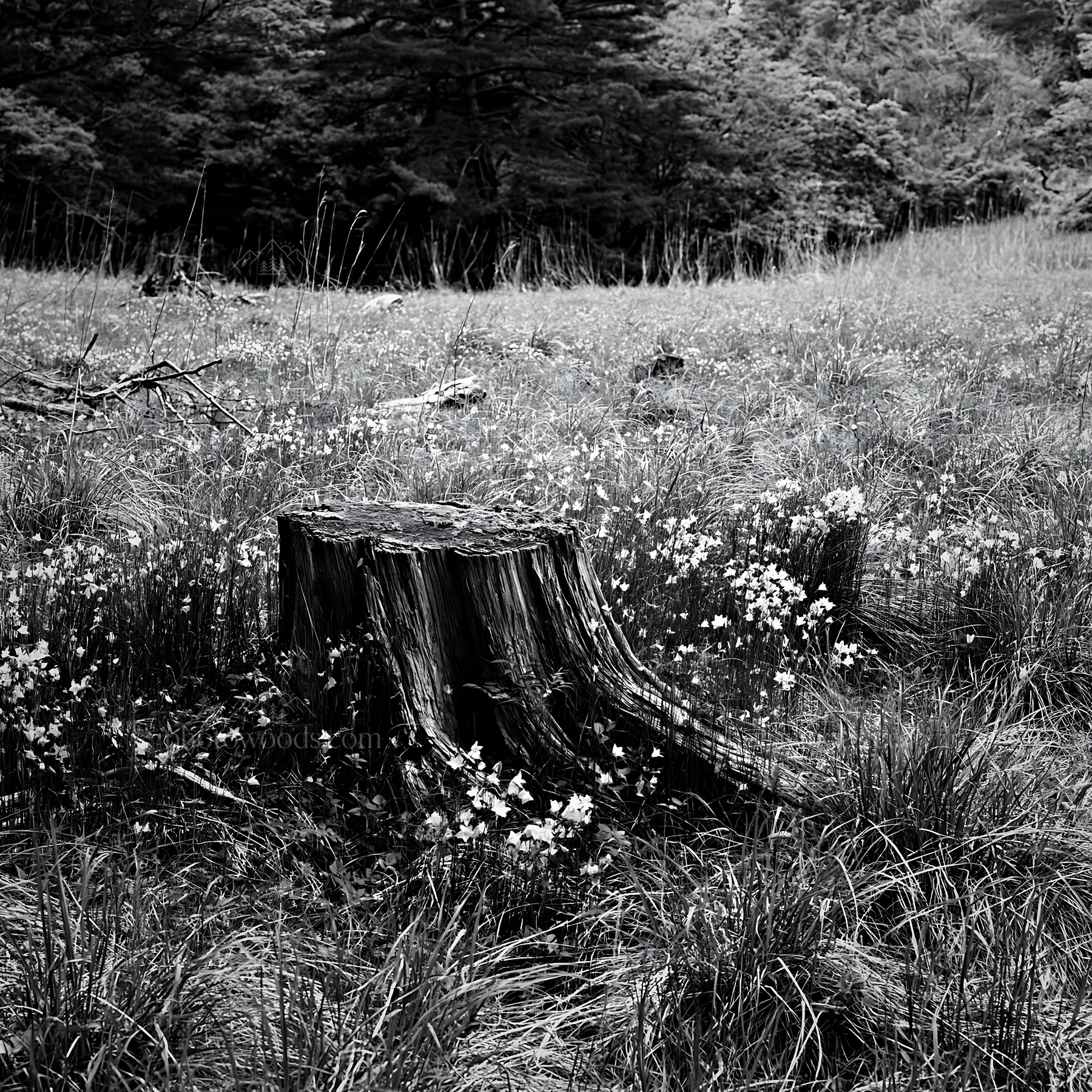Black and white fukushima native meadow with weathered stump - AI-generated stock image