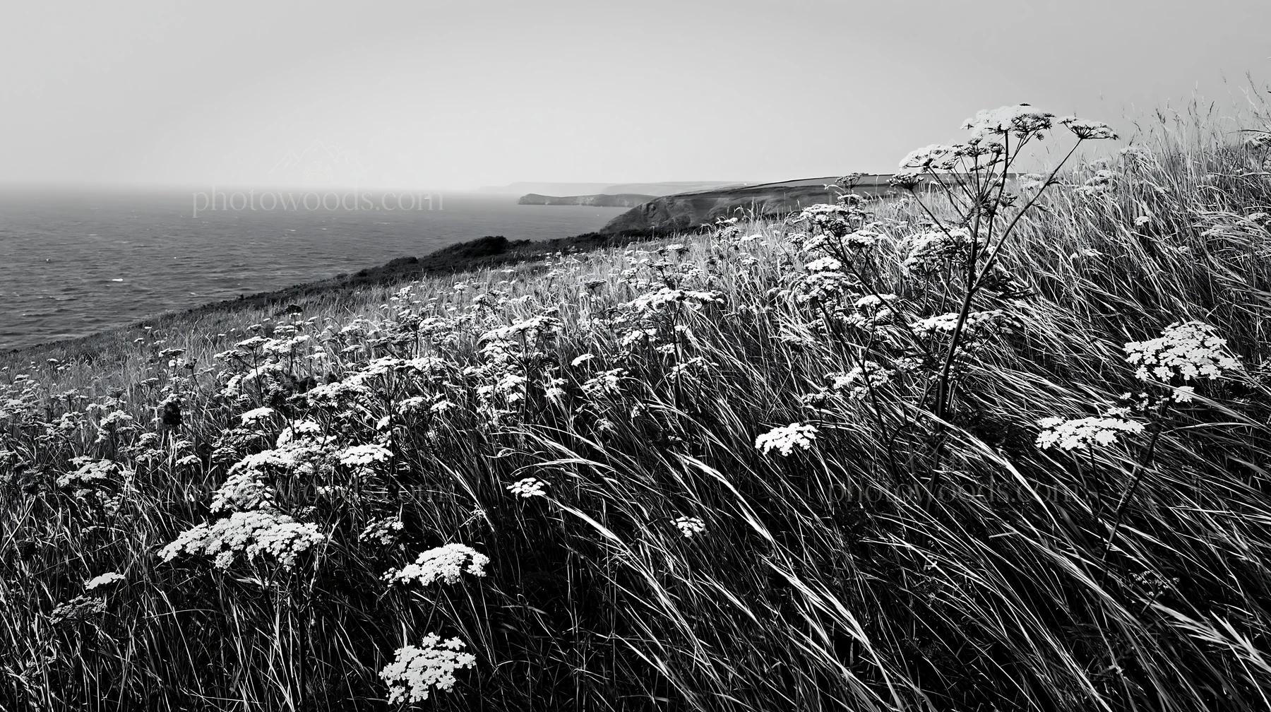 Black and white cow parsley meadow near the sea with green hills in the background - AI-generated stock image