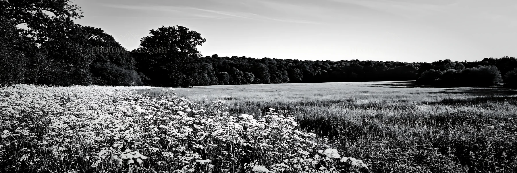 Black and white cow parsley meadow in open field under clear blue sky - AI-generated stock image