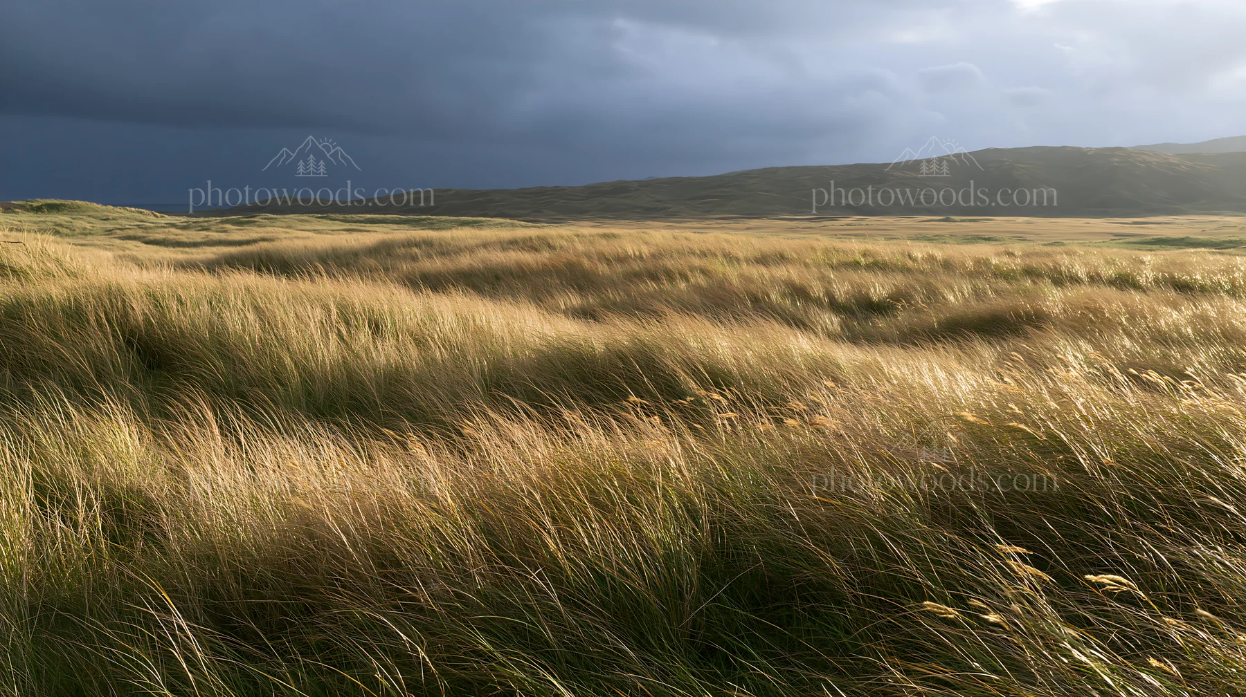Windy meadow with dune grasses in Tottori - AI-generated stock image