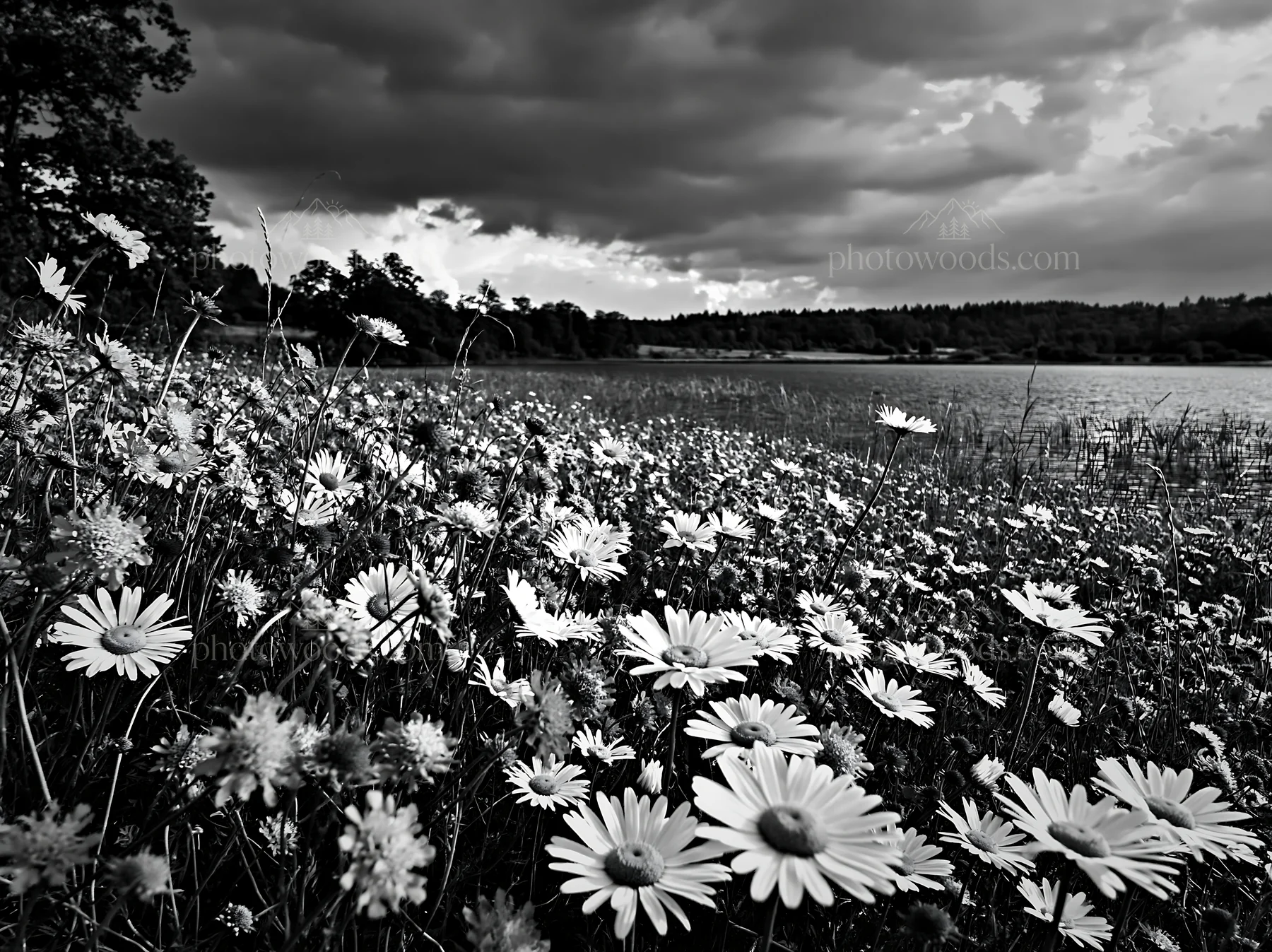 Black and white german lakeside meadow with flowers and cloudy sky - AI-generated stock image