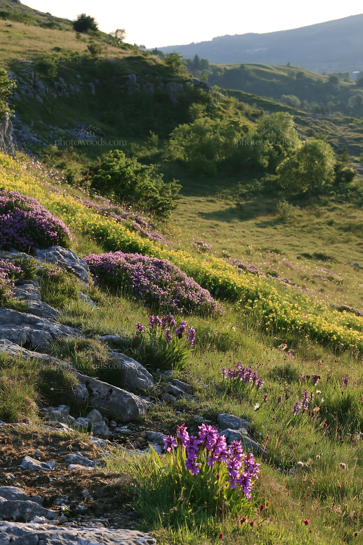 Biodiverse meadow with colorful flowers in a natural setting - AI-generated stock image