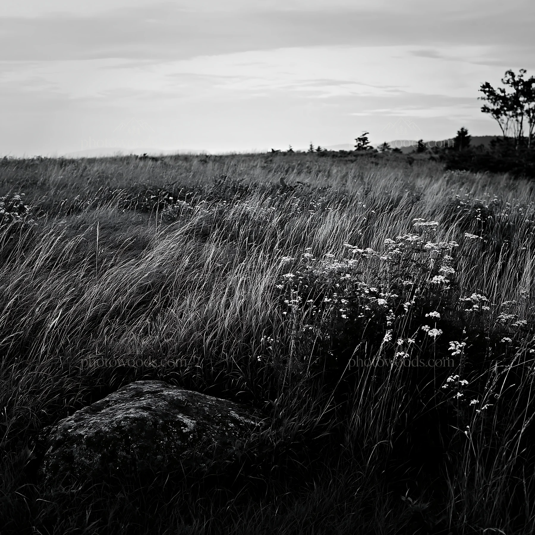 Black and white aomori climate resilient meadow with boulder - AI-generated stock image
