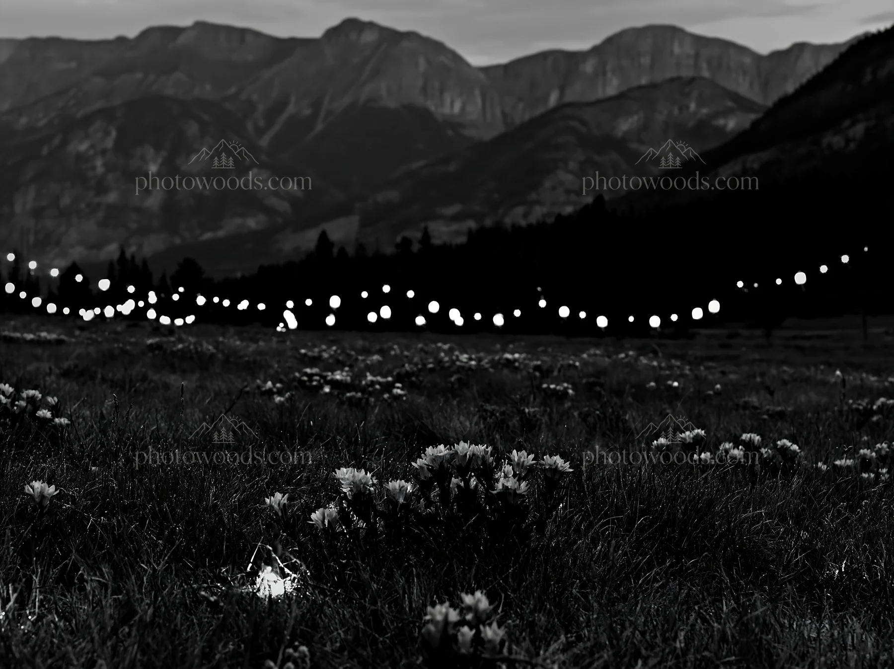 Wide Christmas meadow with native flowers and fairy lights - AI-generated stock image