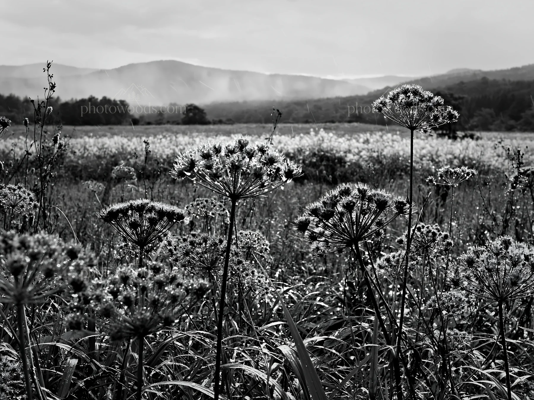 Black and white iwate rain refreshed meadow seedhead foreground - AI-generated stock image