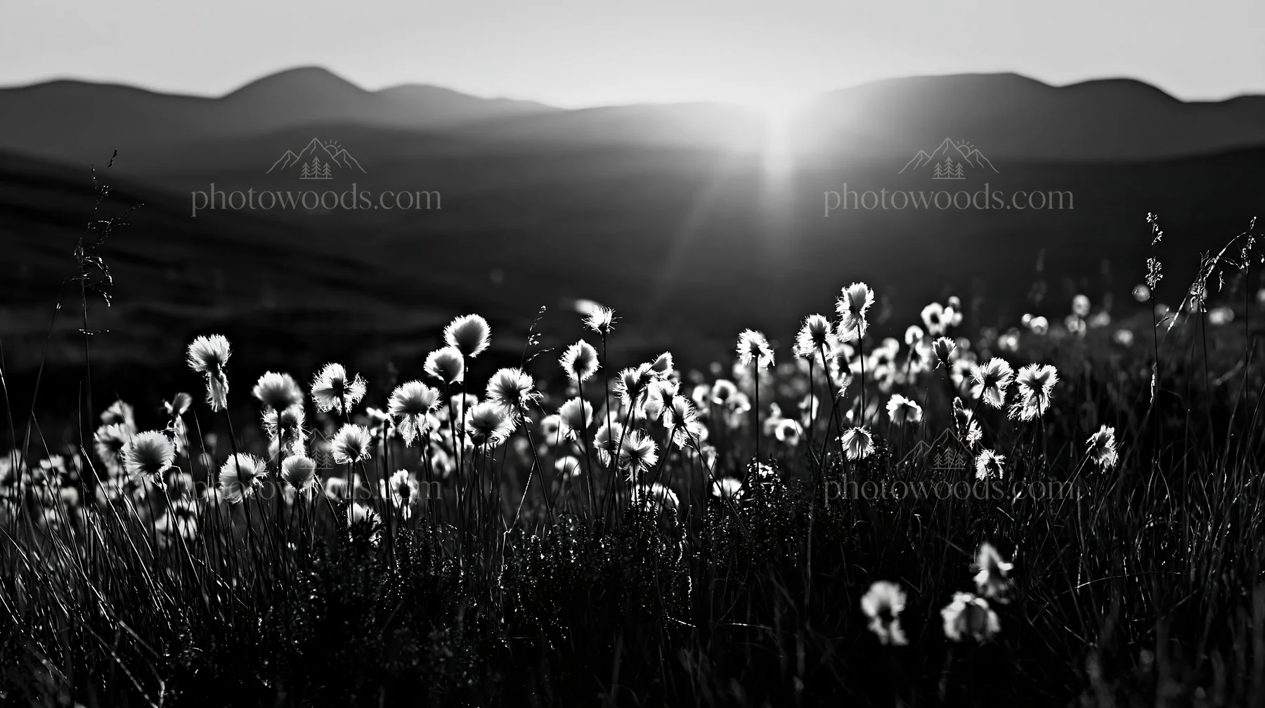 Cottongrass meadow during sunset in black and white - AI-generated stock image