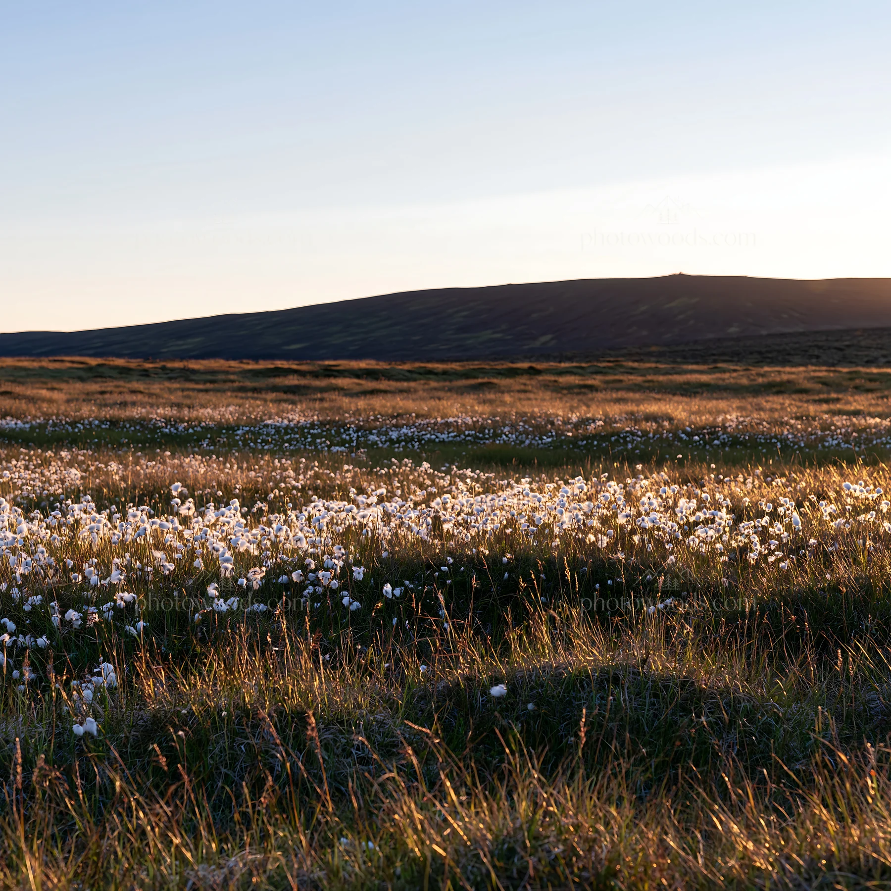 Cottongrass meadow glow during sunset in open landscape - AI-generated stock image