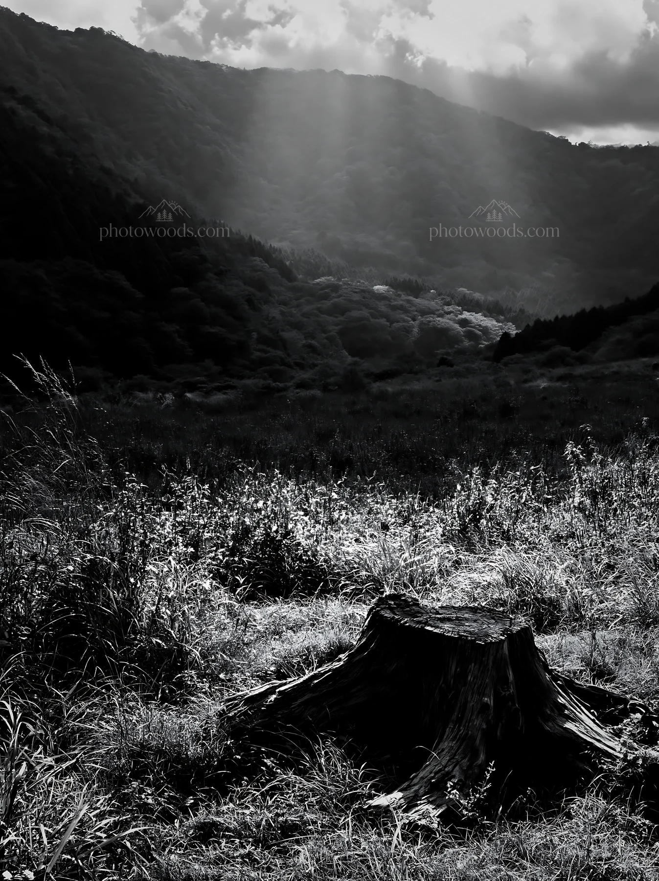 Wakayama autumn meadow with weathered wood stump in foreground - AI-generated stock image