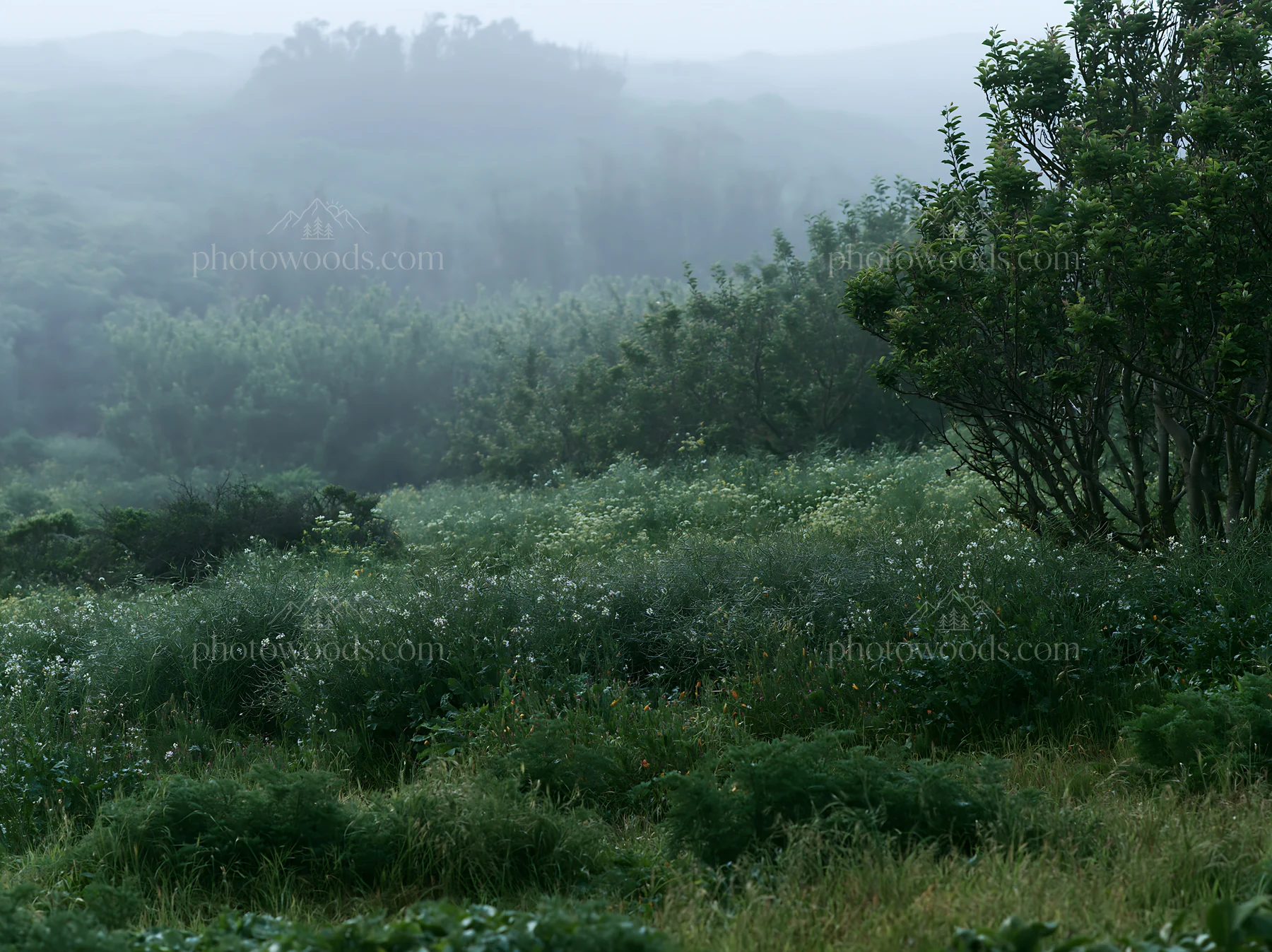 Seaside orchard meadow with fog and greenery - AI-generated stock image