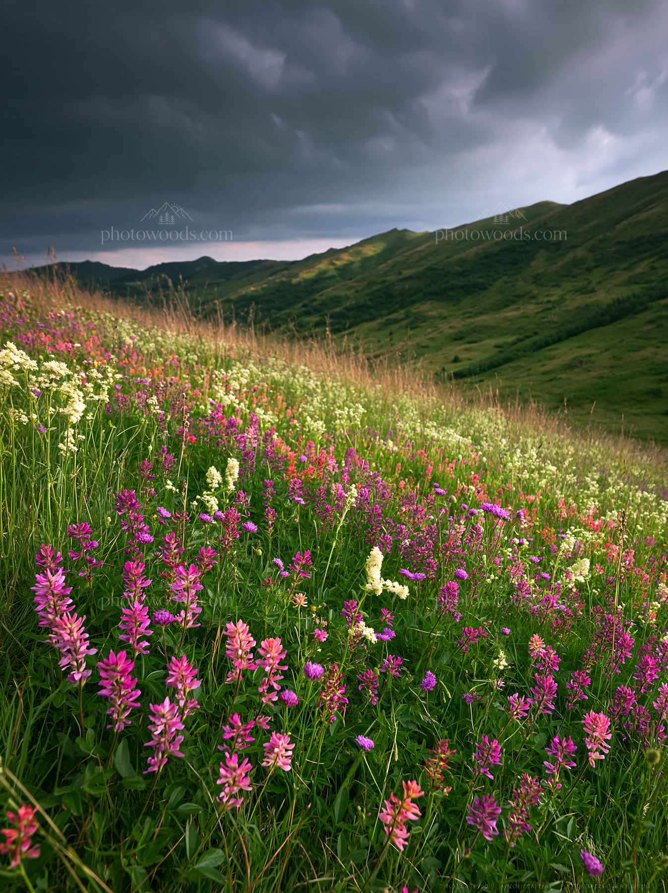 Meadow with wildflowers in Transylvania during summer - AI-generated stock image