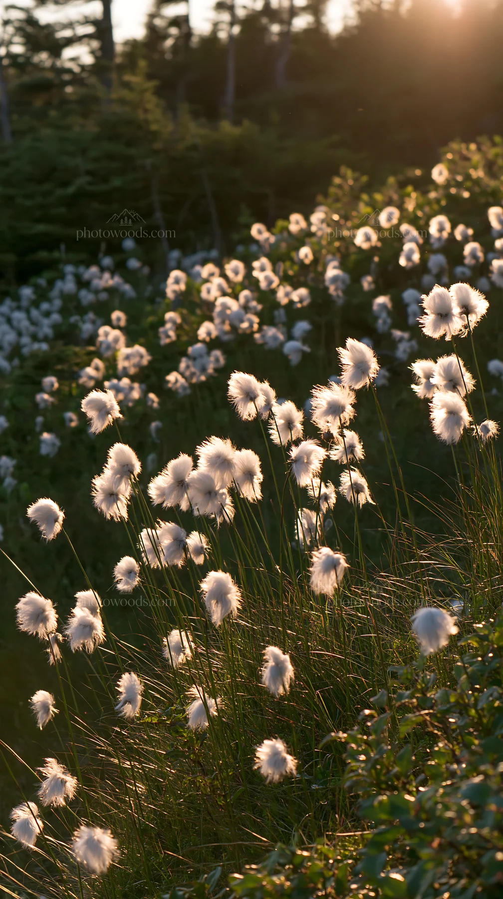 Cottongrass meadow shines in evening light - AI-generated stock image