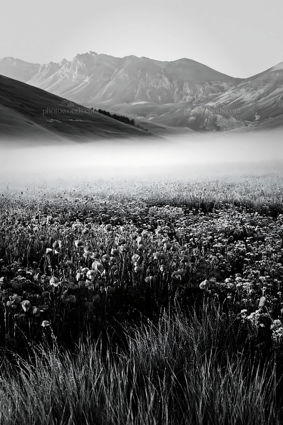 Black and white colorful poppy meadow with mist and mountains in the background - AI-generated stock image