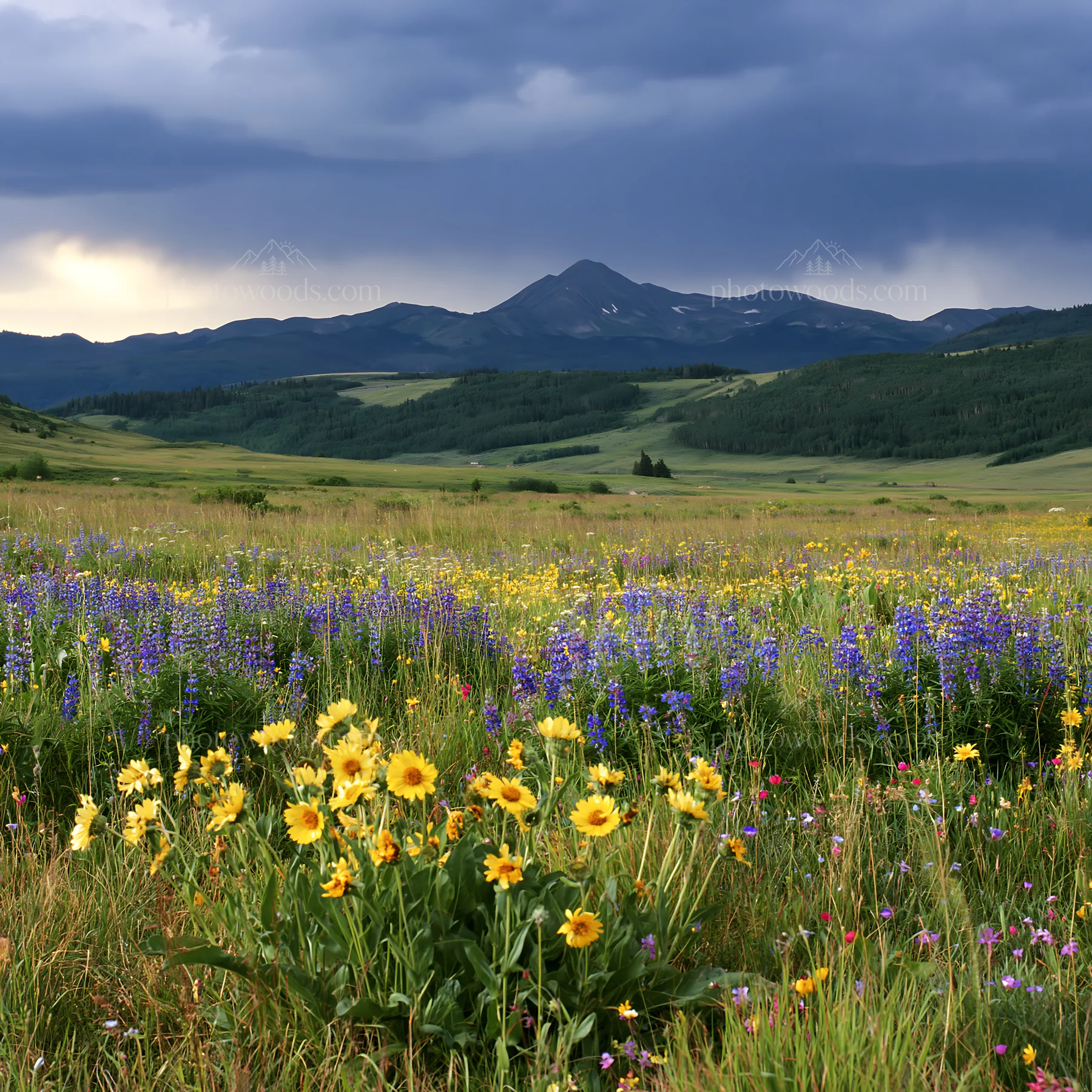 Rainwashed meadow with wildflowers under cloudy sky - AI-generated stock image