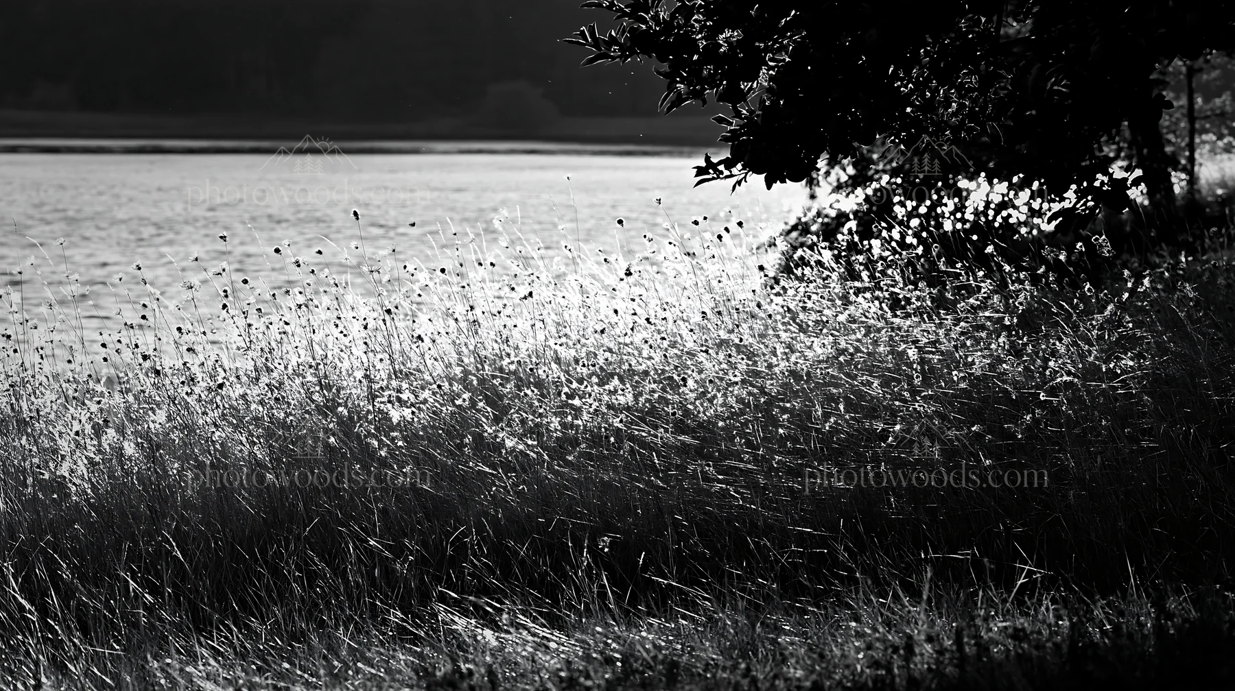 Lakeshore meadow with apple trees in black and white - AI-generated stock image