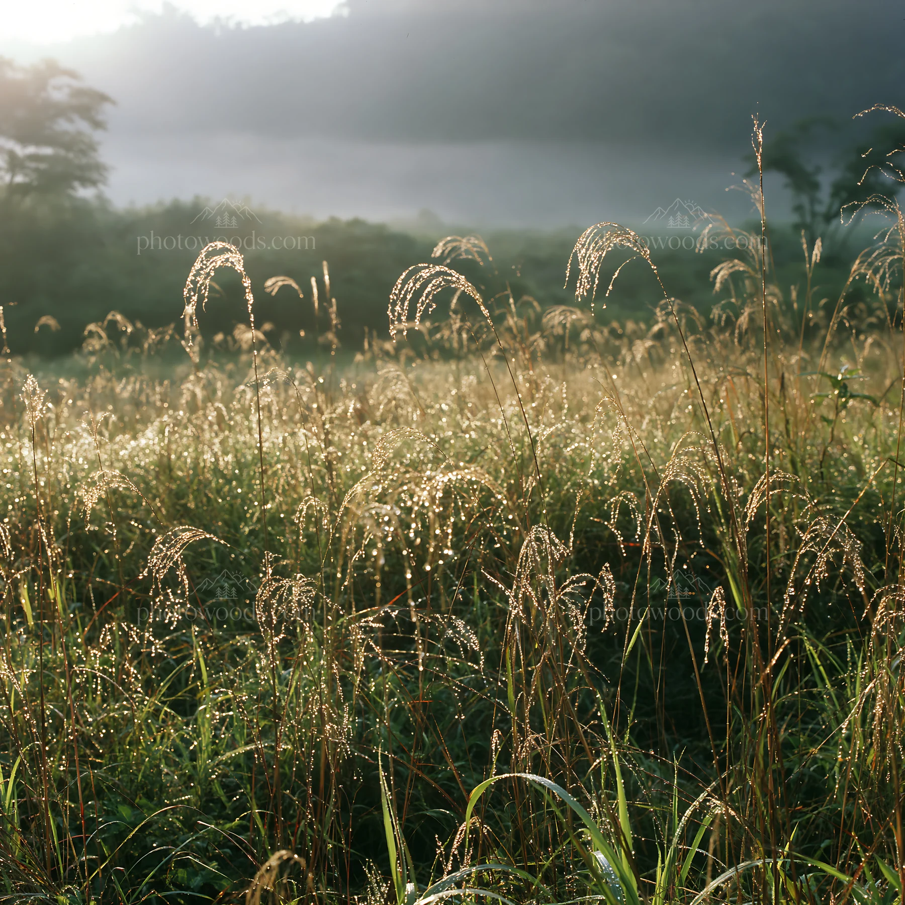 Iwate rain refreshed meadow seedhead foreground - AI-generated stock image