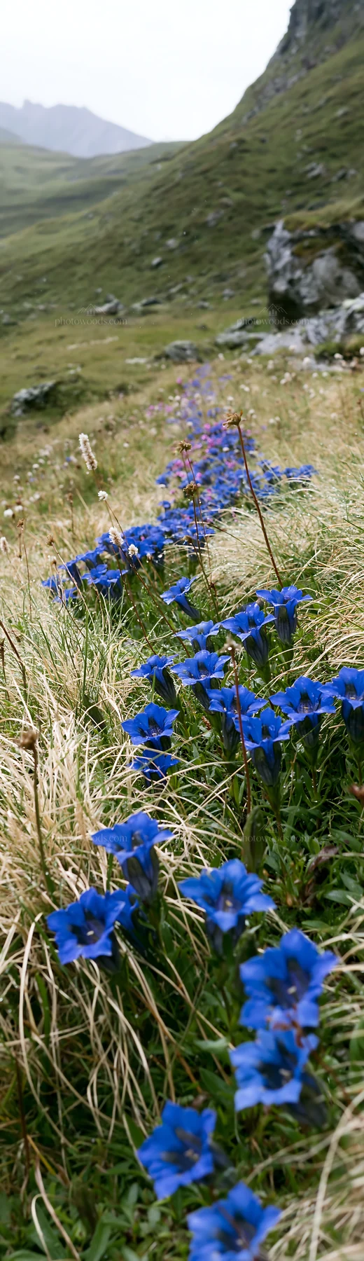 Rainy valley meadow with blue flowers along the path - AI-generated stock image