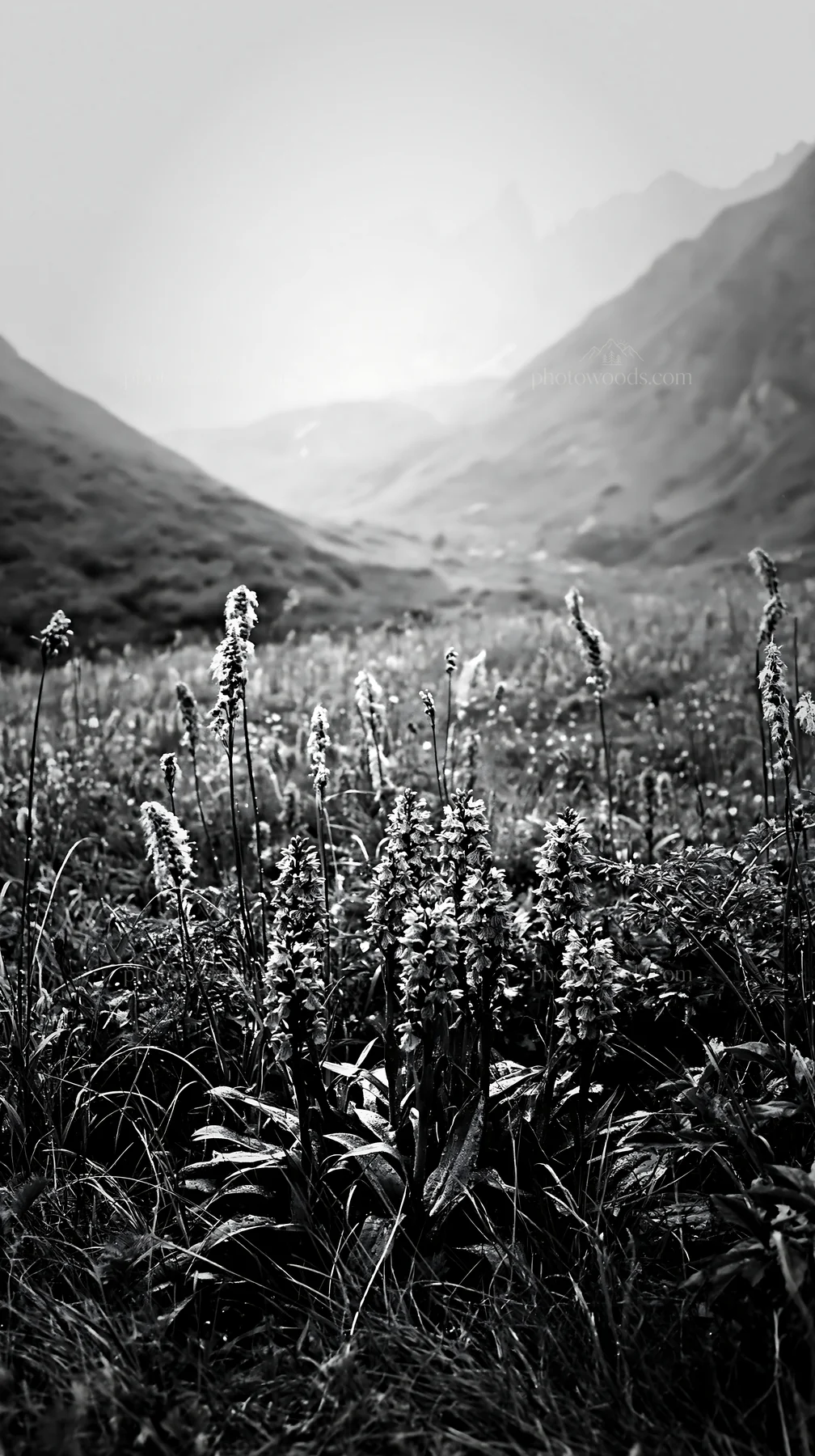 Black and white wild orchid meadow with purple flowers in a mountain valley - AI-generated stock image