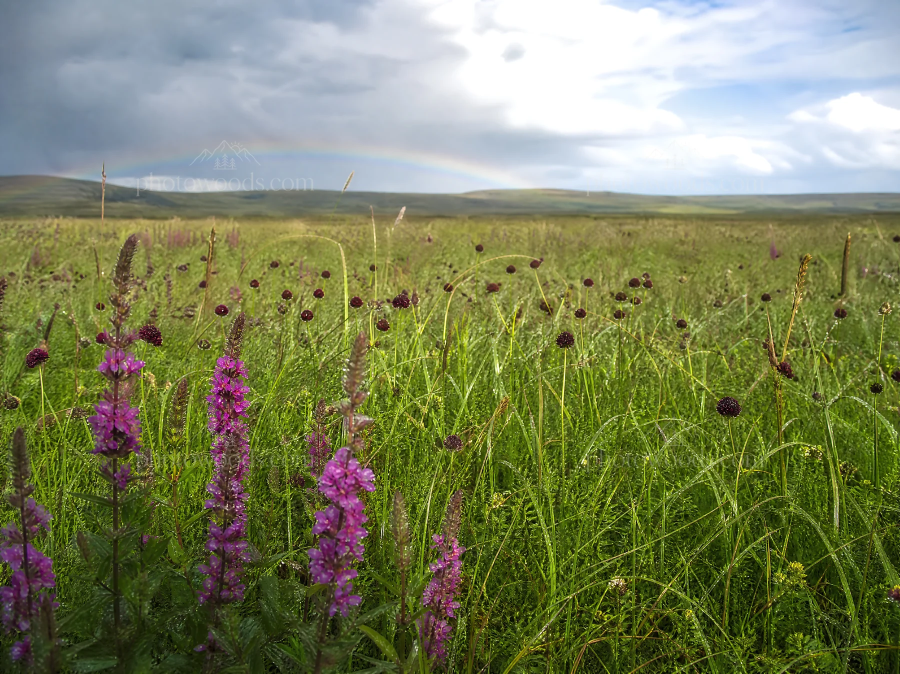 Biodiverse meadow with wildflowers and grasses under a cloudy sky - AI-generated stock image