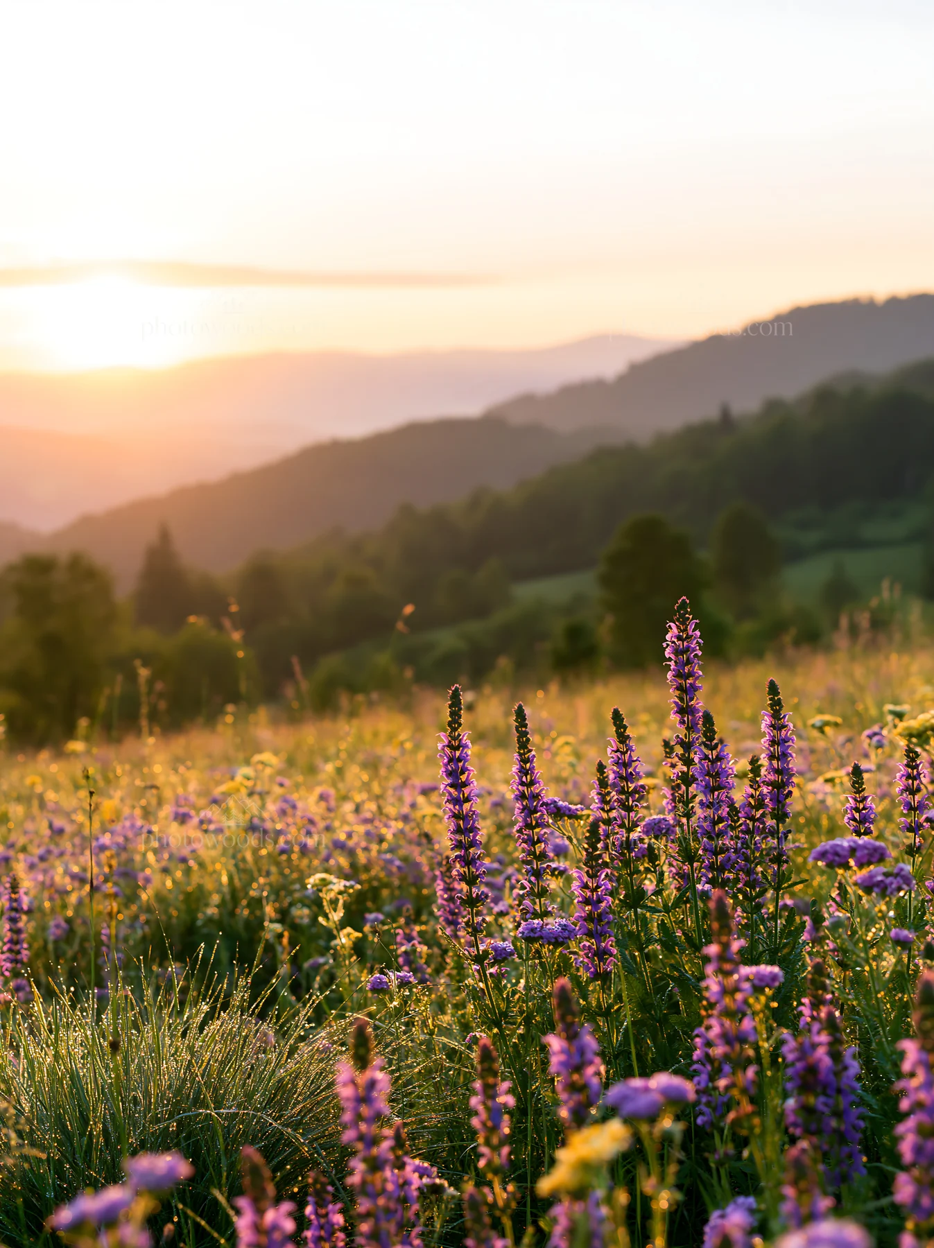 Sunrise over rolling valley meadows with wildflowers - AI-generated stock image