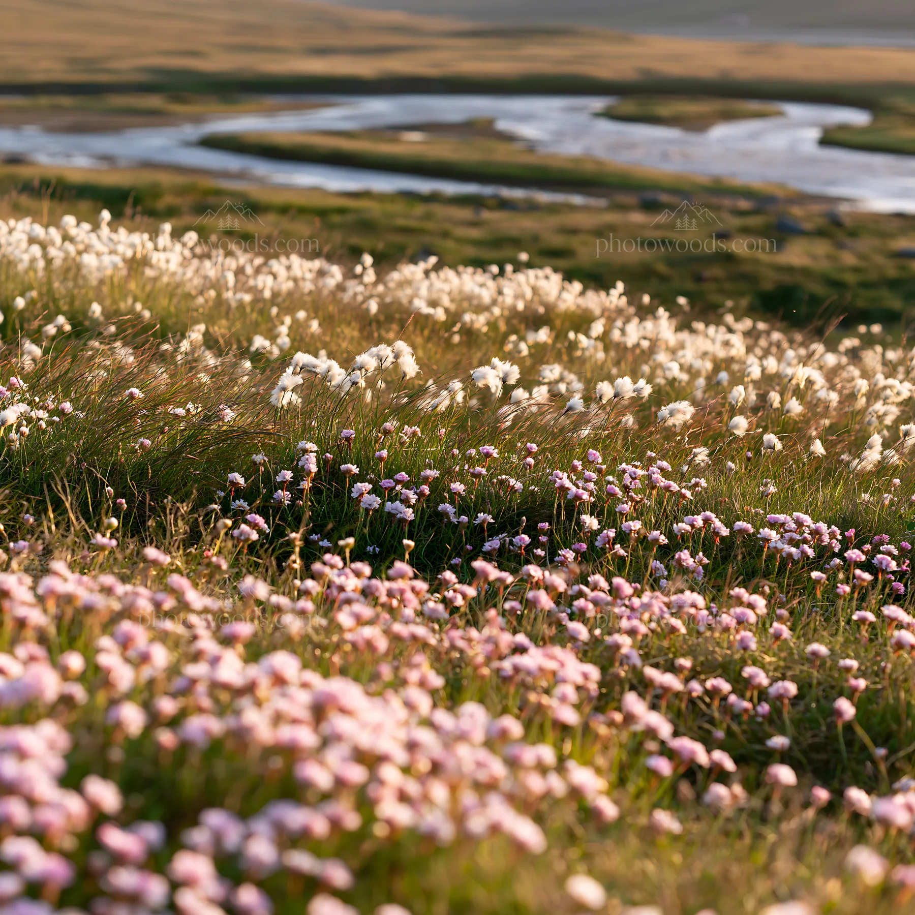 Regenerative meadow with blooming wildflowers by a river - AI-generated stock image