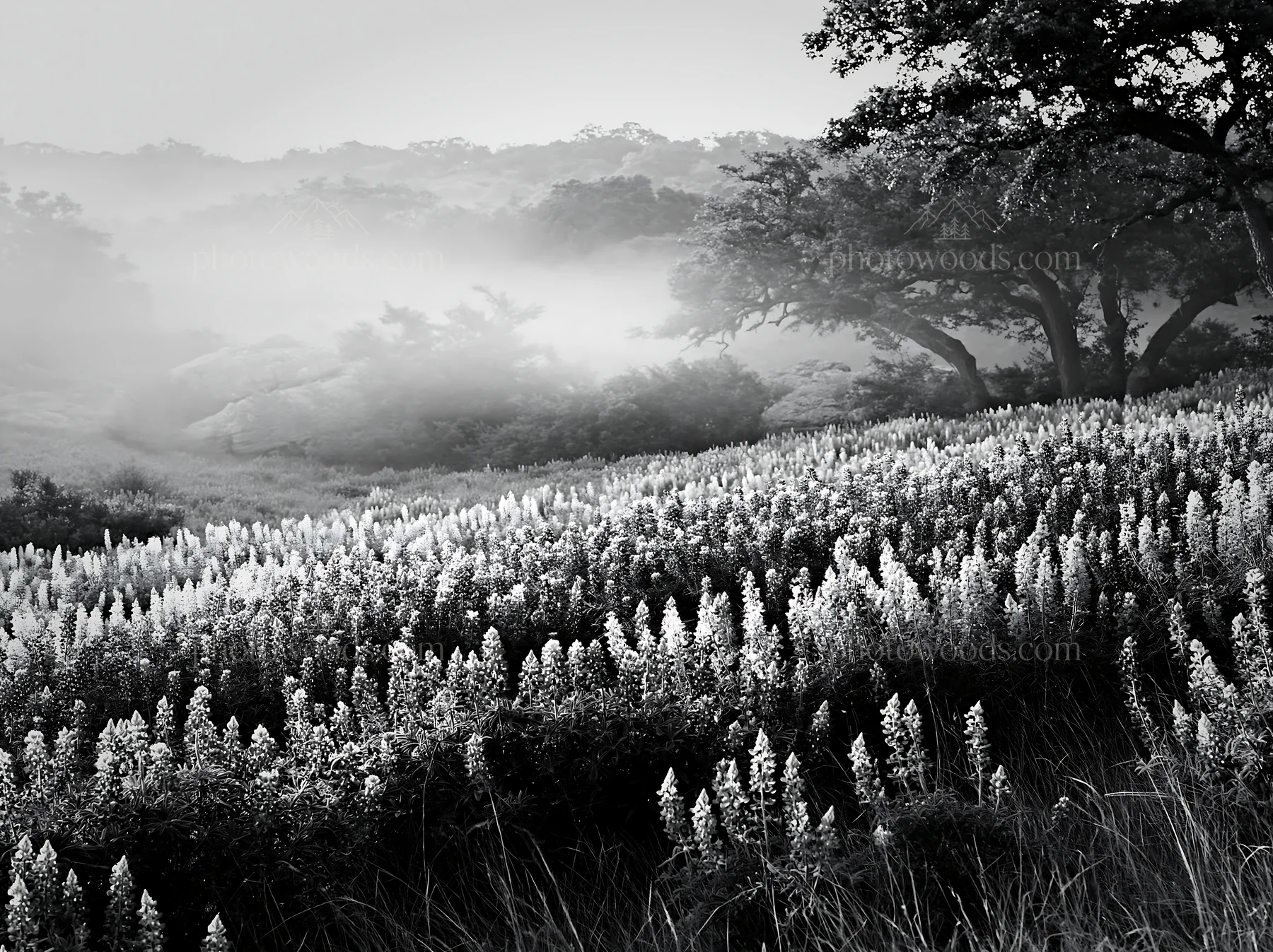 Colorful lupine meadow views at sunrise in a natural setting - AI-generated stock image